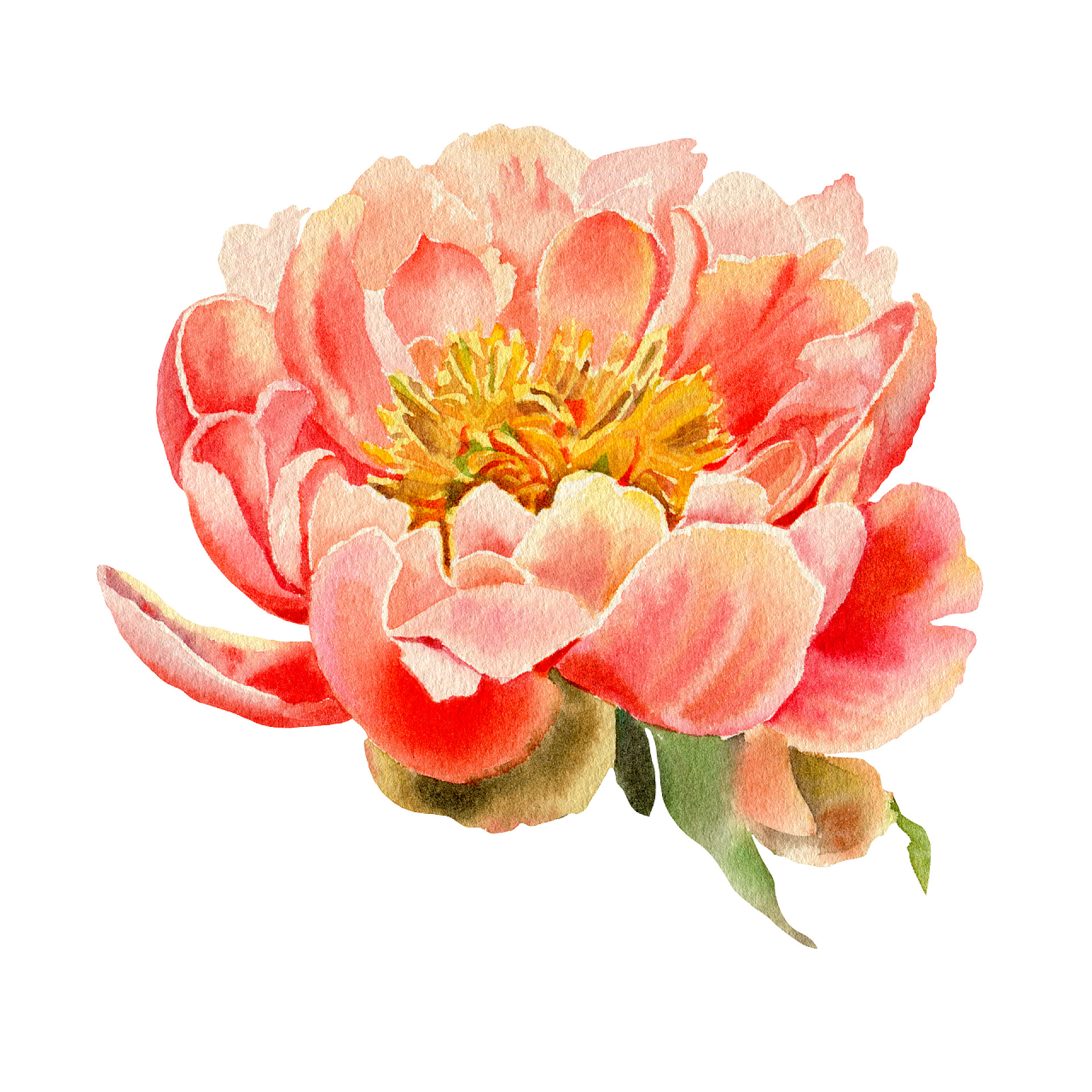 白色背景墙间的一朵花水彩花在白色的背景上隔离开来.牡丹。手绘插图. 