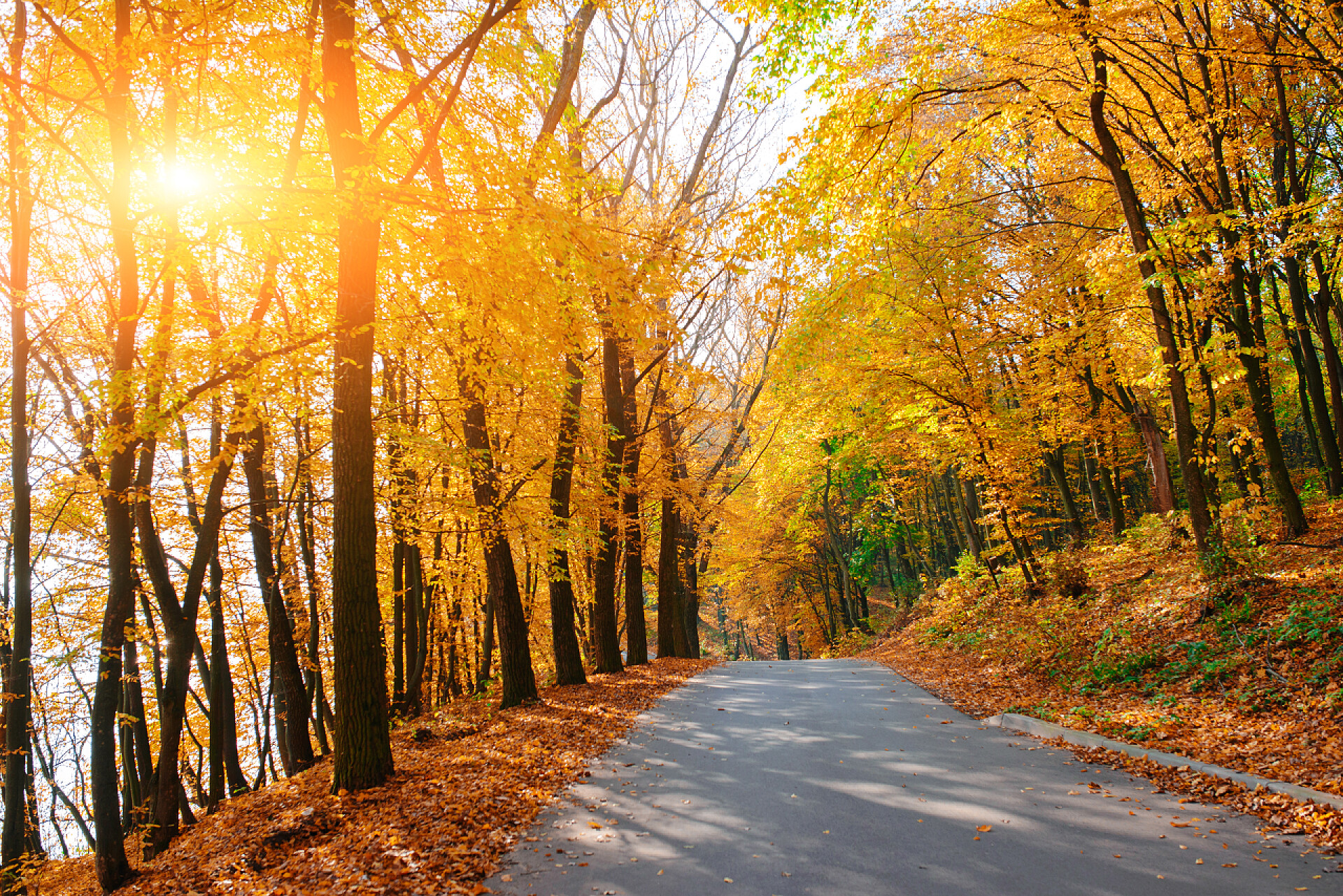 在秋季的道路上auttumn 树下桔黄叶新路的亮丽风景.