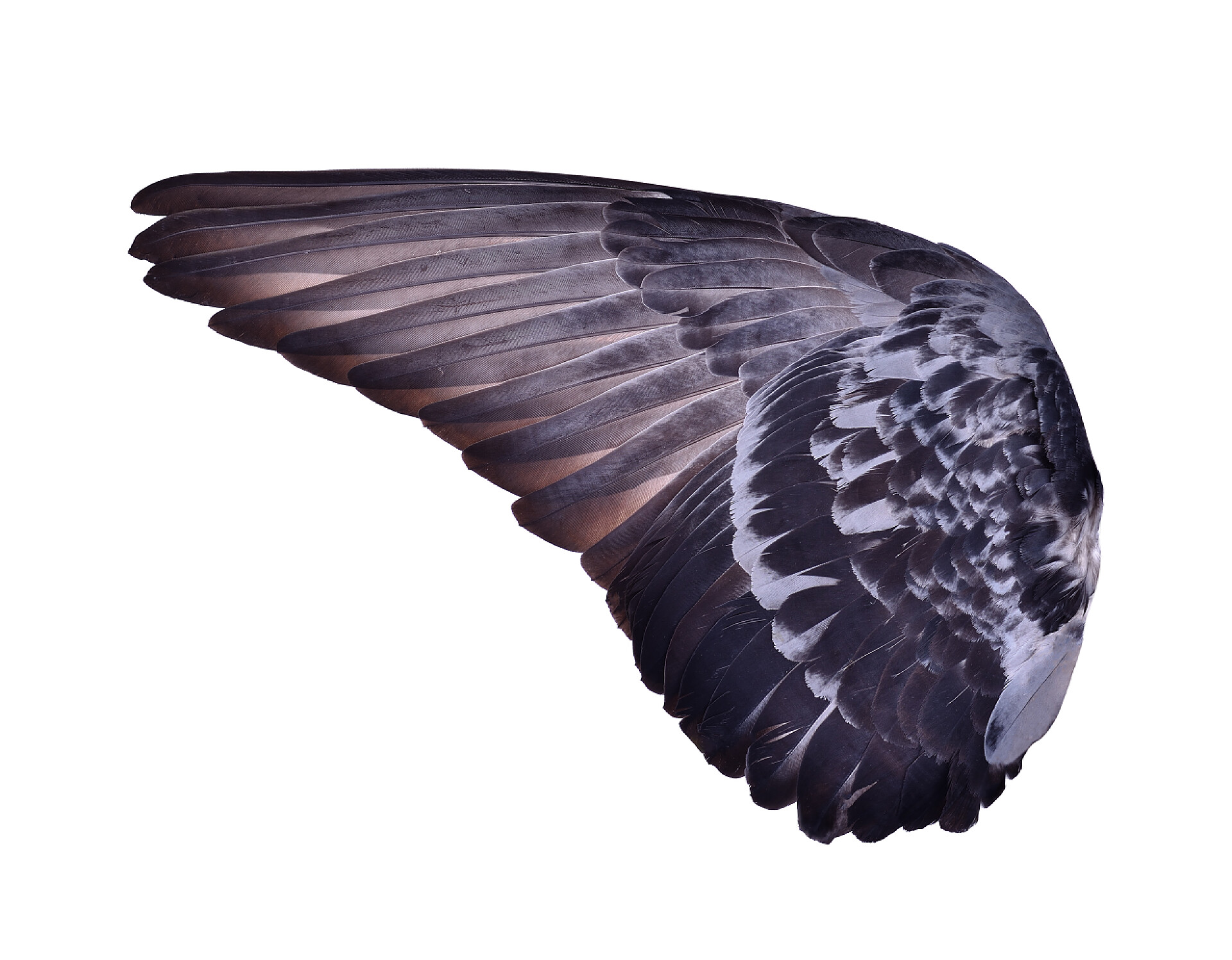 白色背景下的一半翅膀小齿轮在展开的白色上