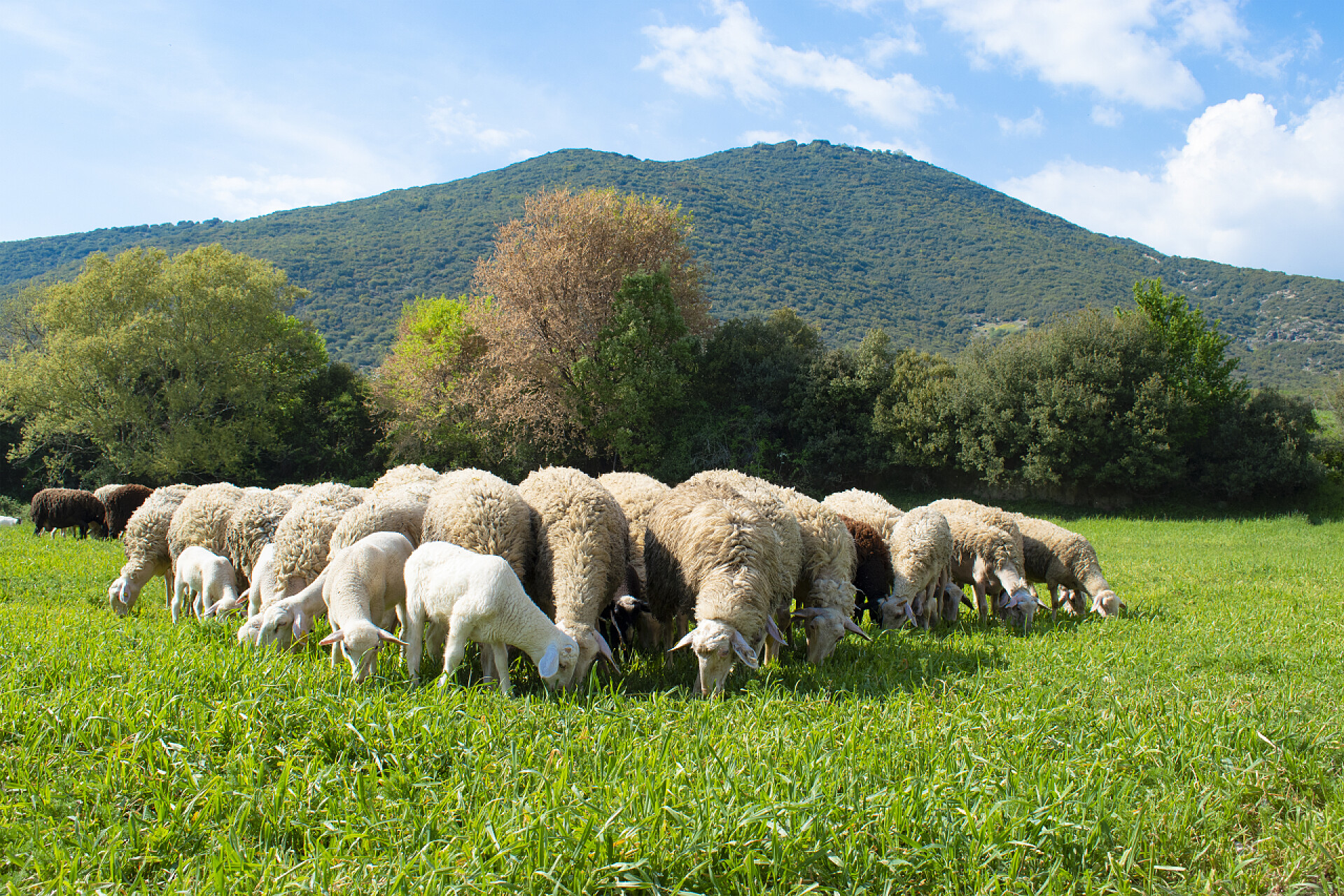蓝天白云下的草坪上的一群绵羊希腊奥林匹斯草原上的一群瞪羊.