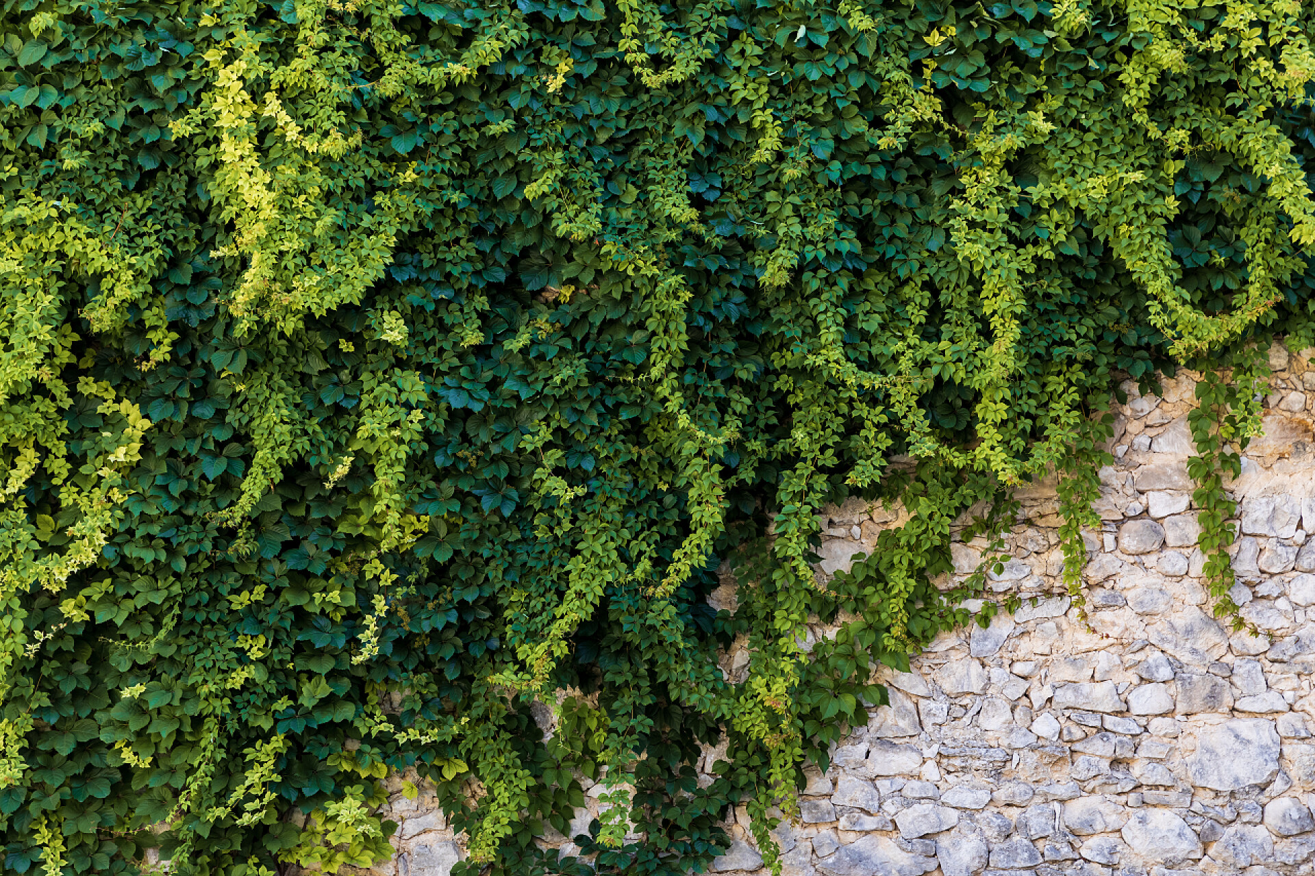 绿色的藤蔓长在墙壁上绿色