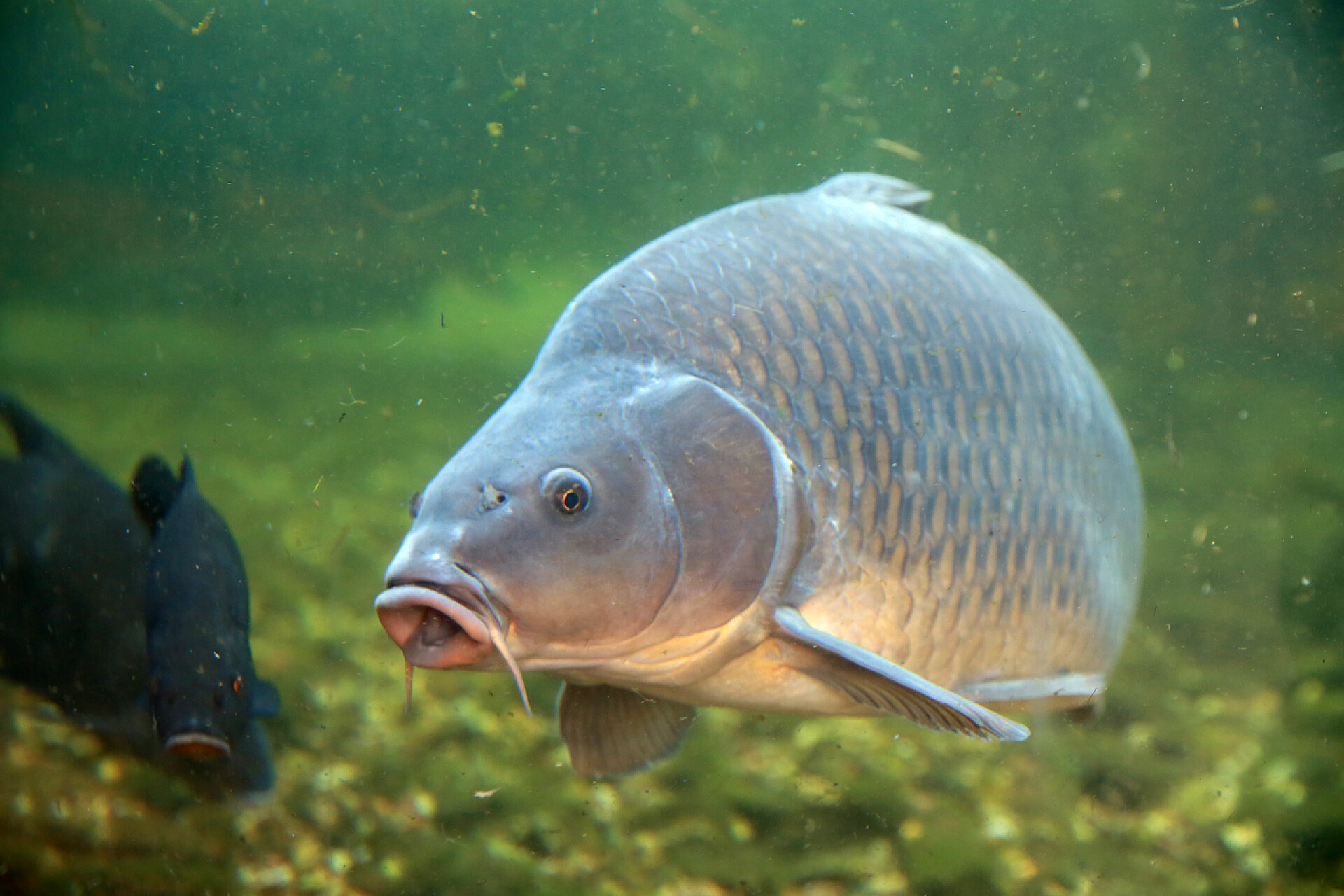 一只鱼在水里游泳大, 美丽的鲤鱼漂浮在池塘里 .