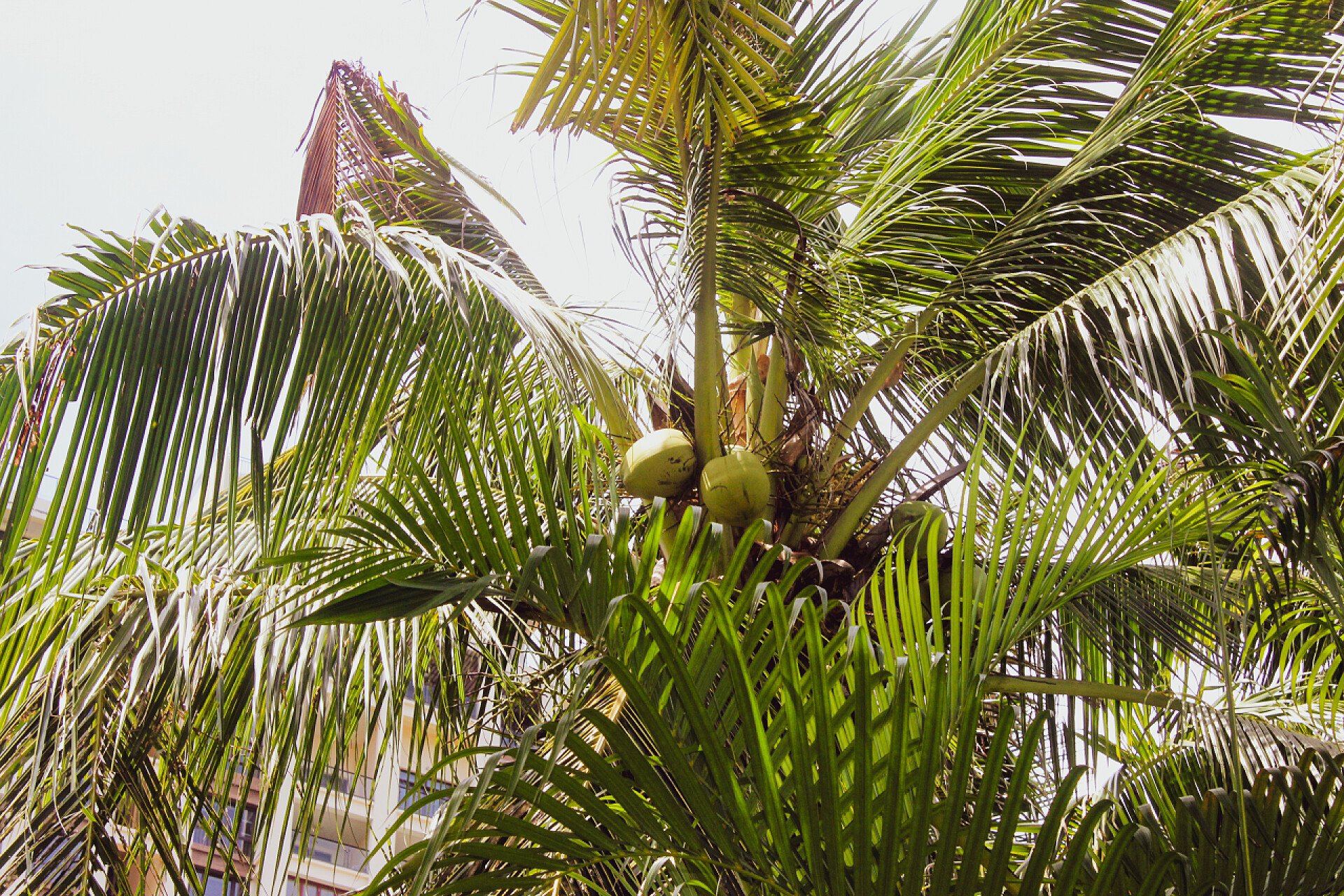 下的一个椰子树