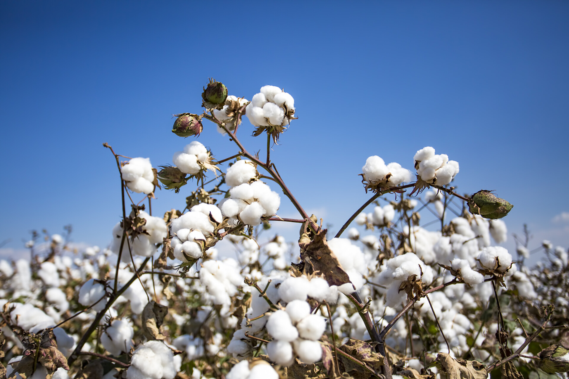 蓝天下的棉花地棉田农业, 新鲜有机天然生活