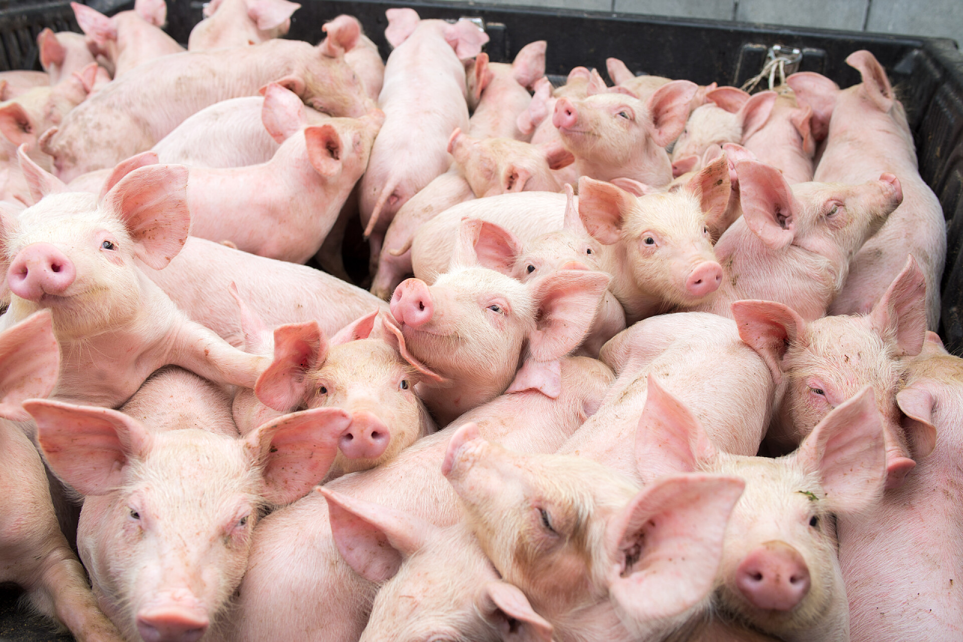 在篮框里的许多粉色小猪农场里的小猪，摊位上的猪。肉类行业.