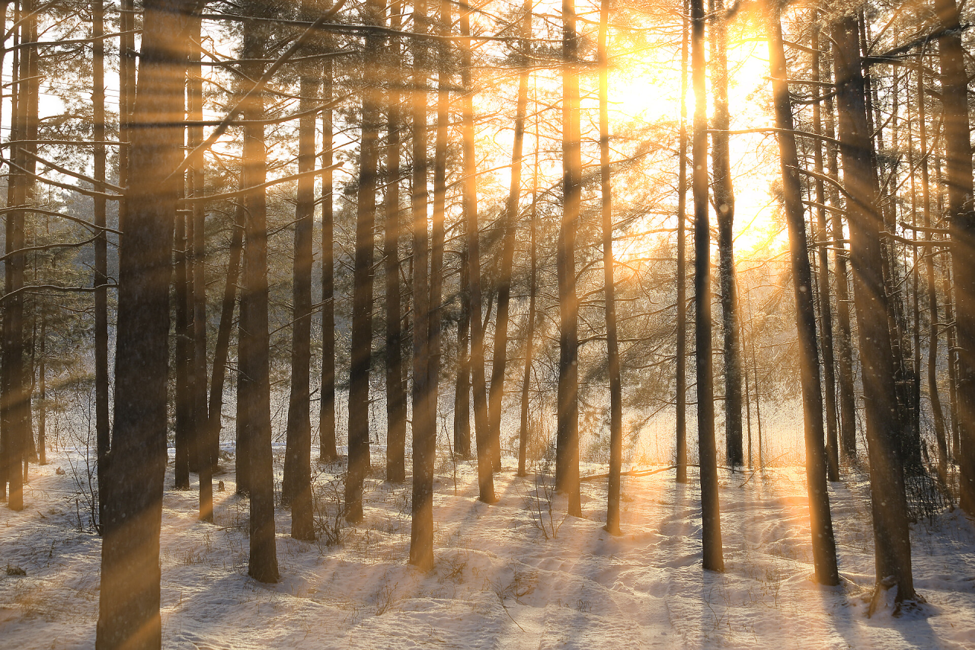阳光透射到树木丛里松树林树的结霜树枝上的太阳光线的冬季景观 