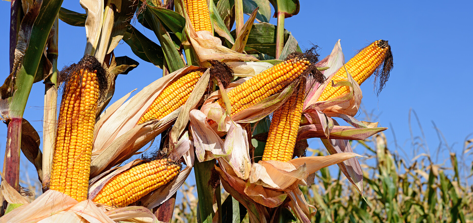 蓝色天空下的玉米成熟的玉米，在山水田园. 