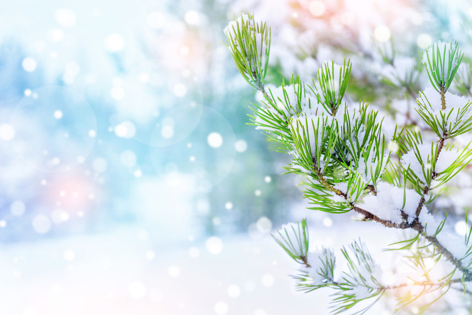 冬天的季节雪花飘落覆盖在树枝上冬天圣诞节背景与雪般的松树分支