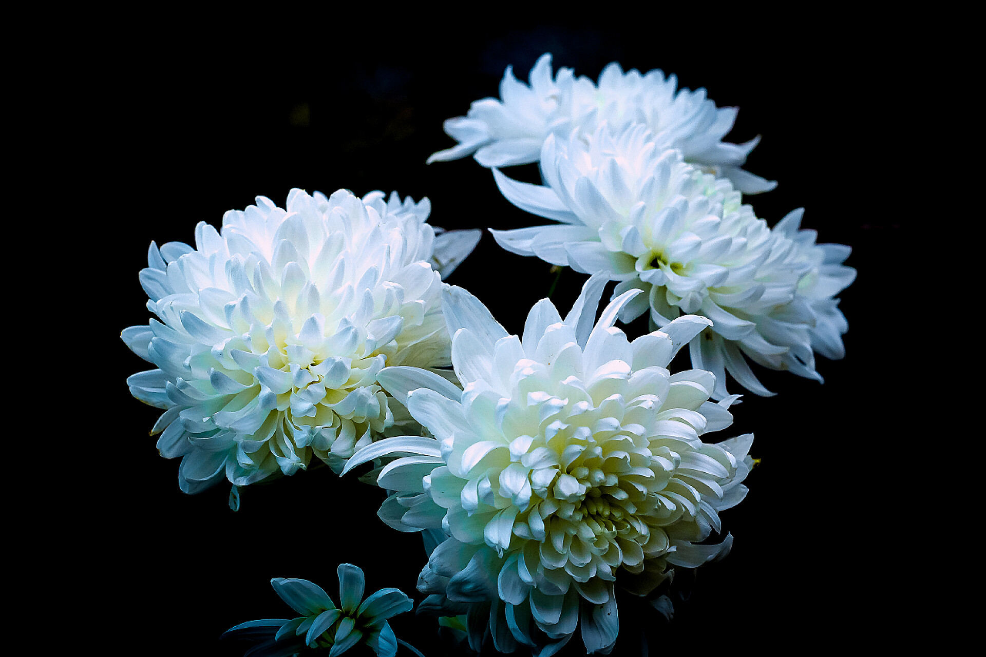 黑色背景下绽放的白色菊花菊花在月光下的花束, 白色, 细腻, 干净和神秘