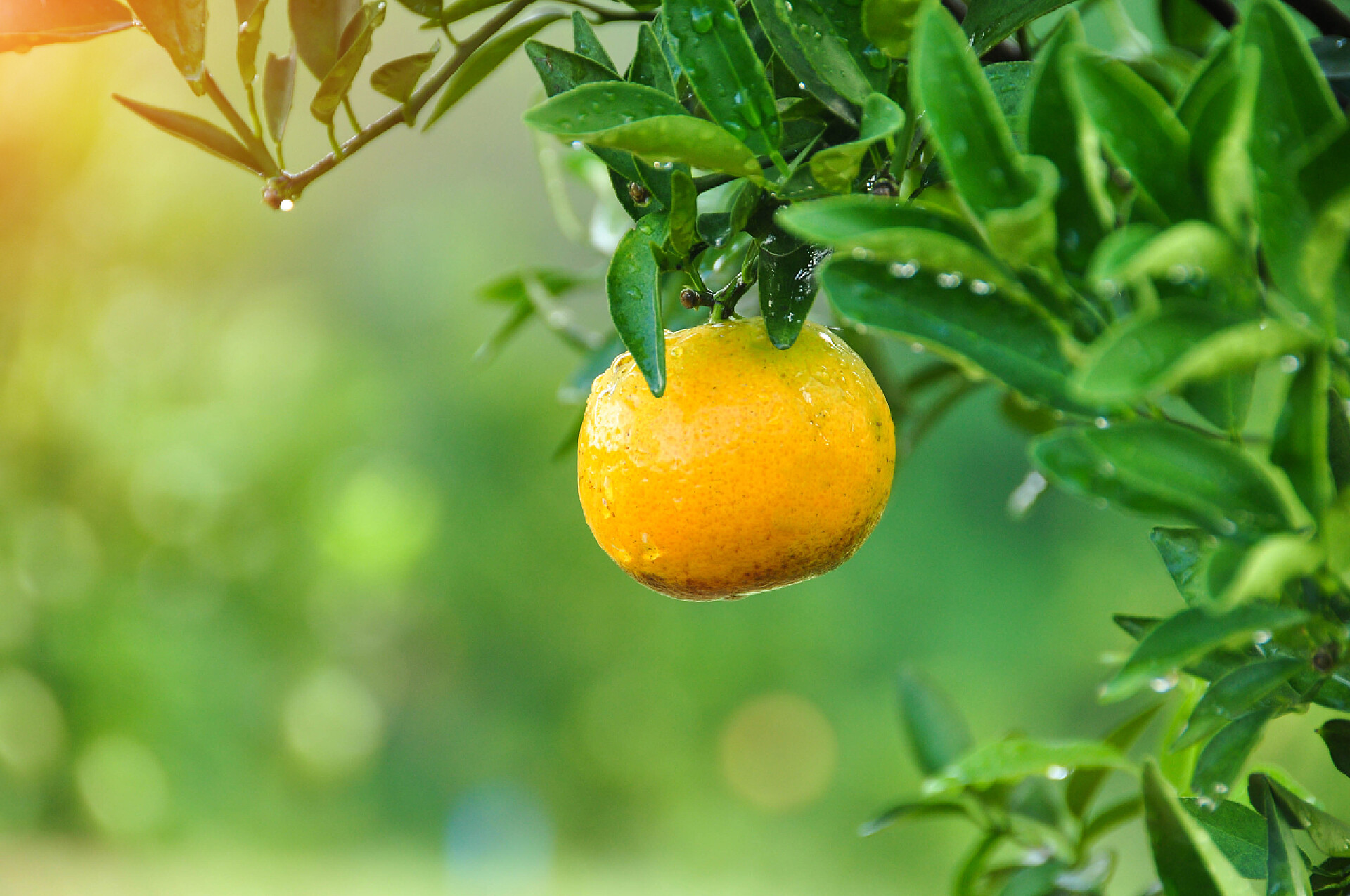 长在树上的橙子特写在树上生长的美丽成熟的橙色特写镜头