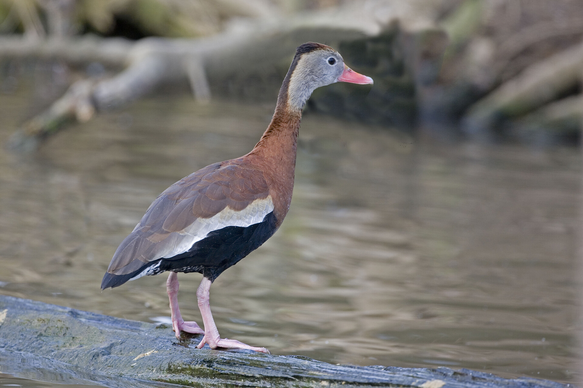 一只站在湖边的小鸭子一种黑腹的惠顿, 单头上的金银花