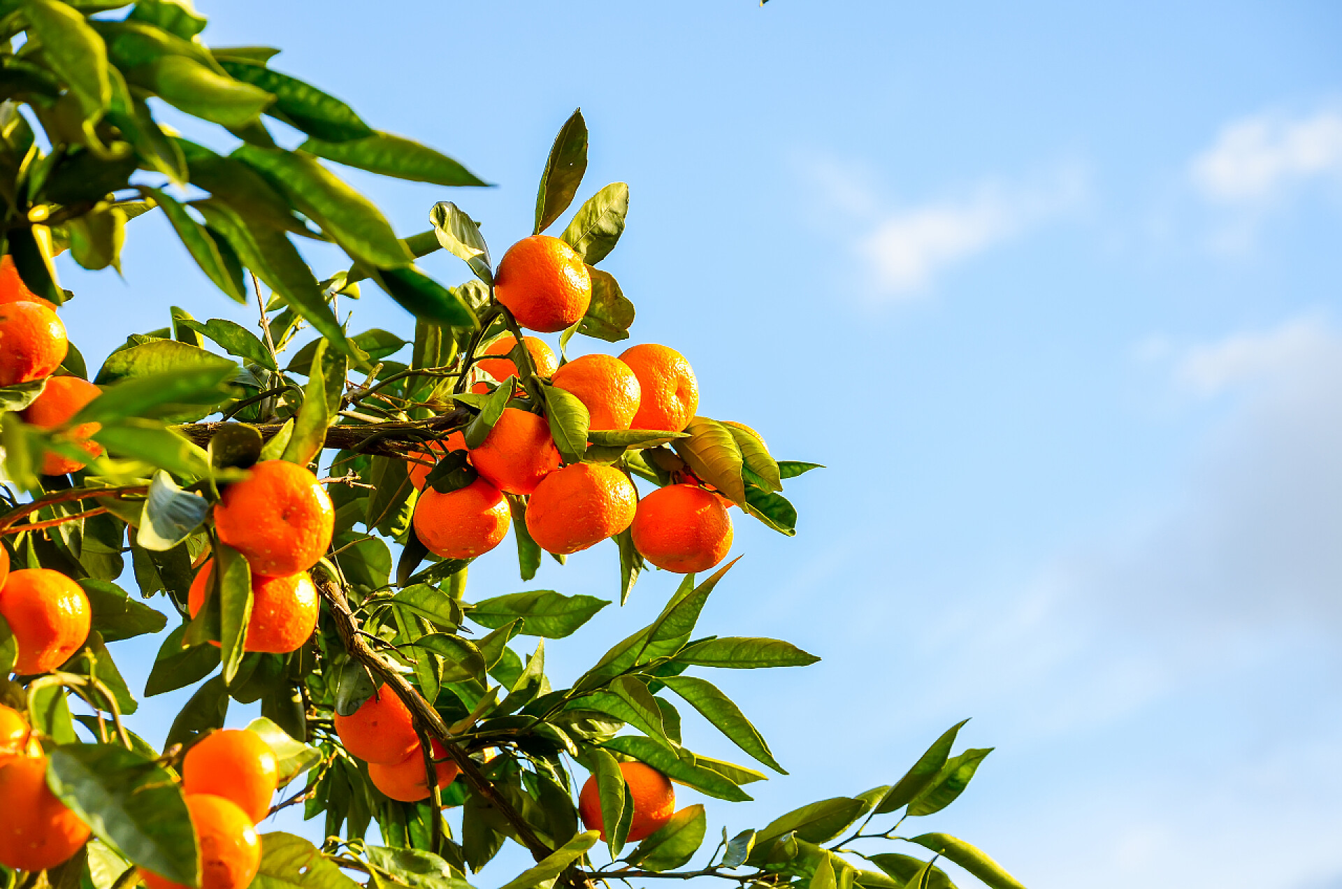 蓝天白云下一棵橘子树佐治亚州巴统植物园的橘子树.