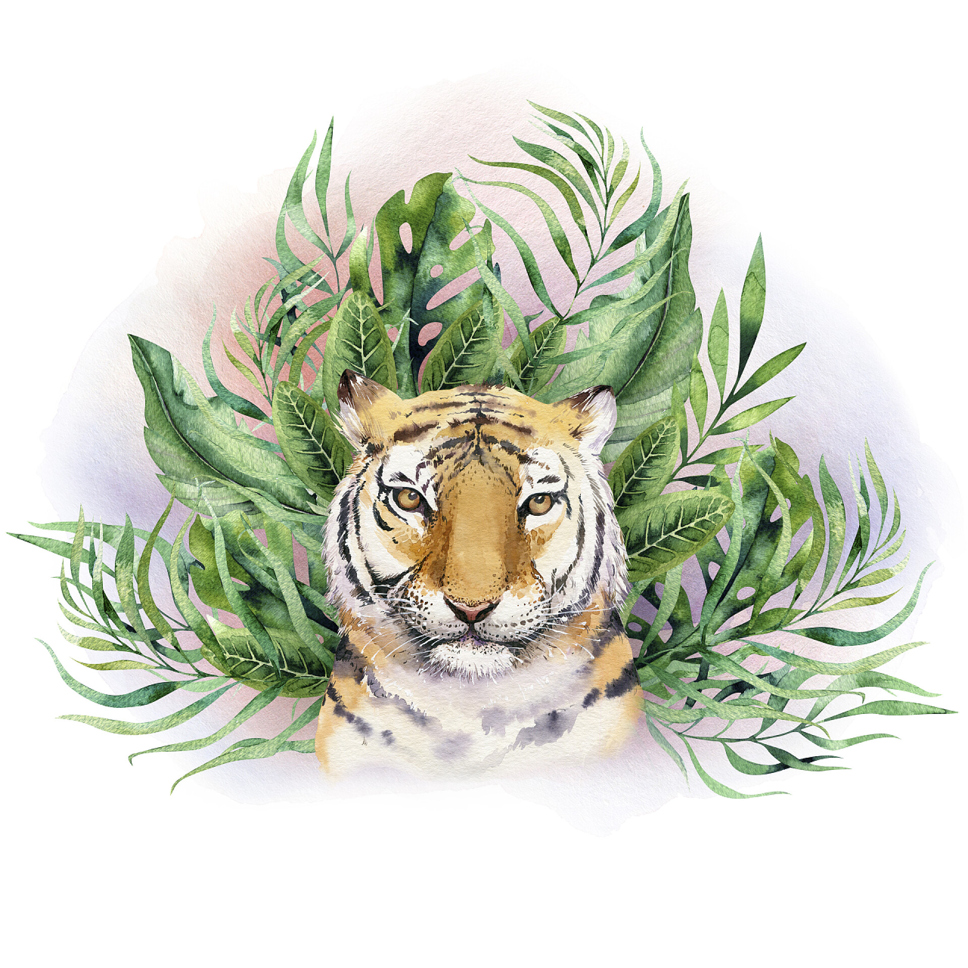 在白色的背景前有着绿色的叶子和一只森林之王老虎水彩老虎例证和夏天天堂热带叶子丛林打印。棕榈植物和花隔绝 o 白色.