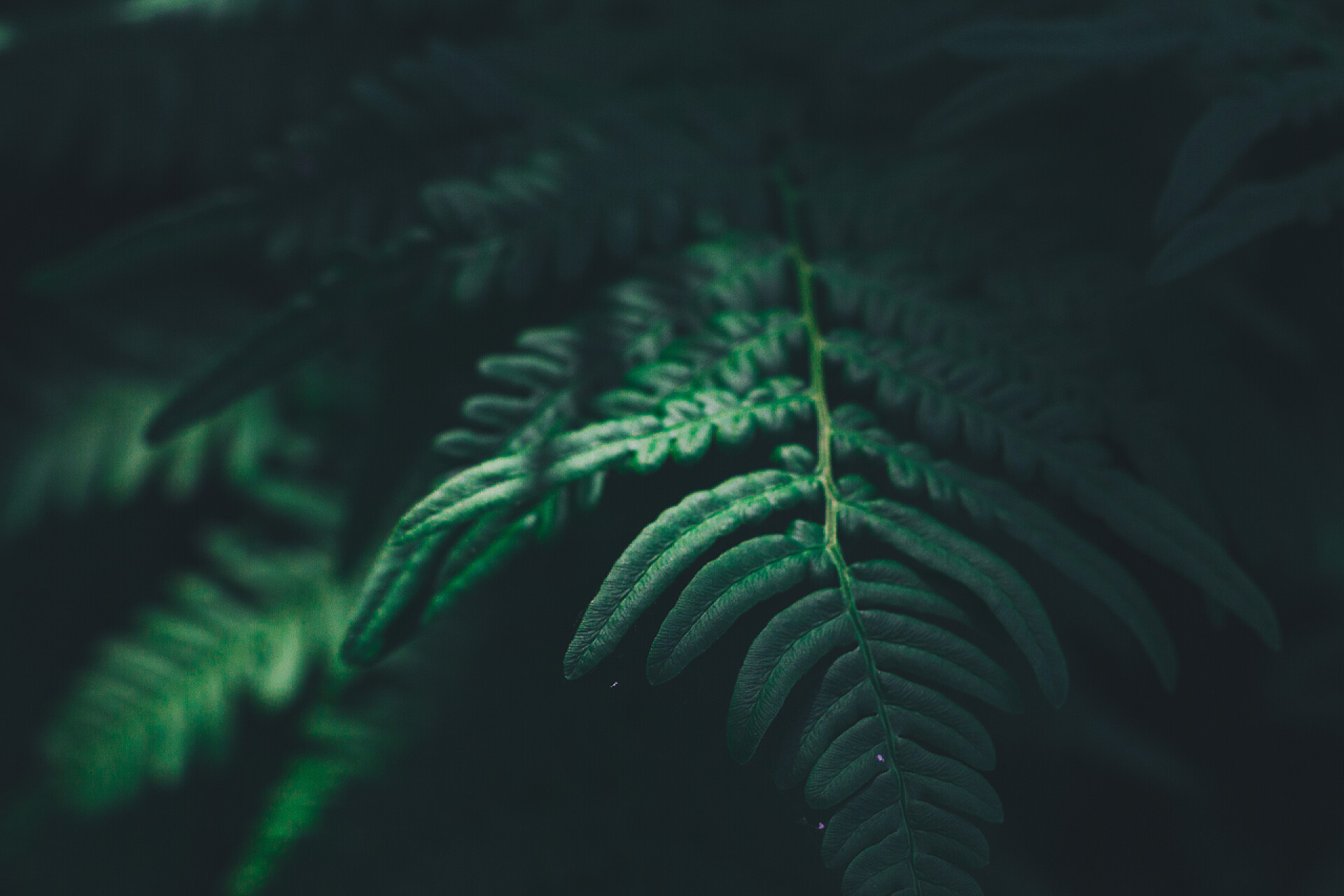 绿色的植物在黑色的环境下生长蕨类植物叶子在夏天森林