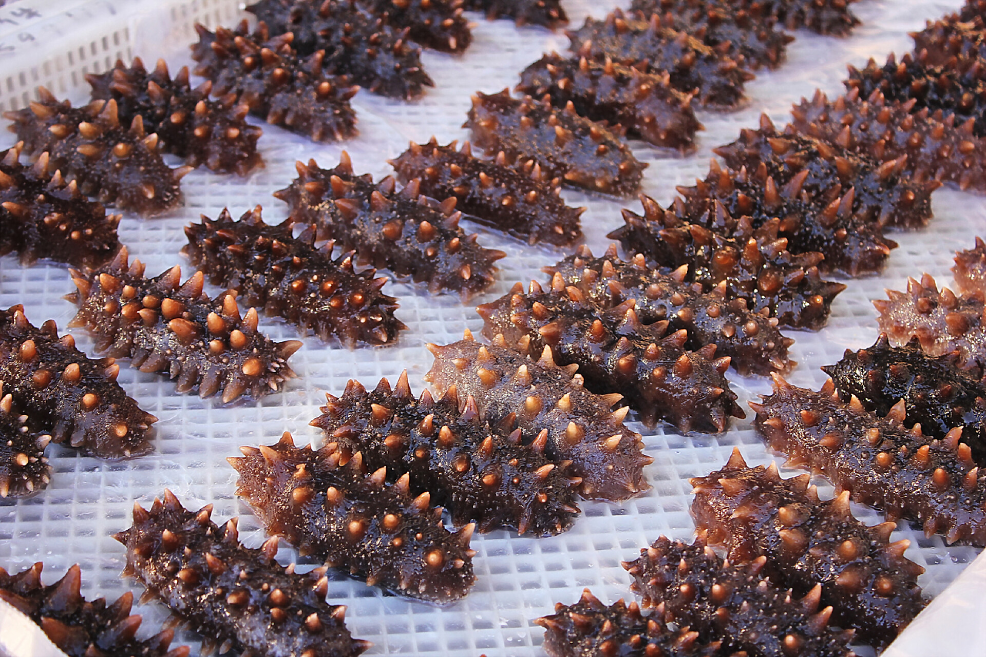 在白色的框里放着一排排海参海鲜。很多生鲜的排在一起.