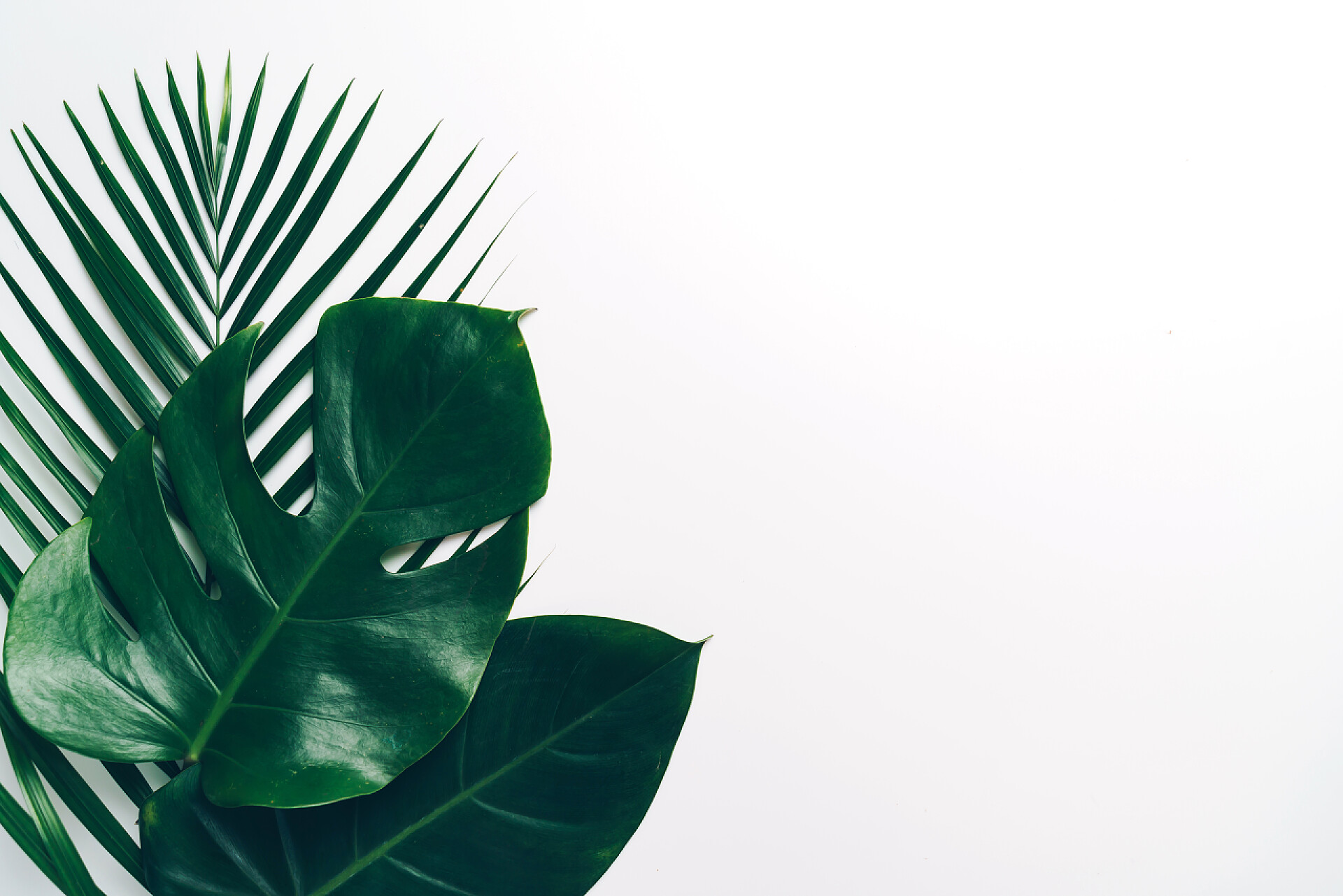 在白色背景下的绿色植物热带棕榈叶子在颜色背景与拷贝空间