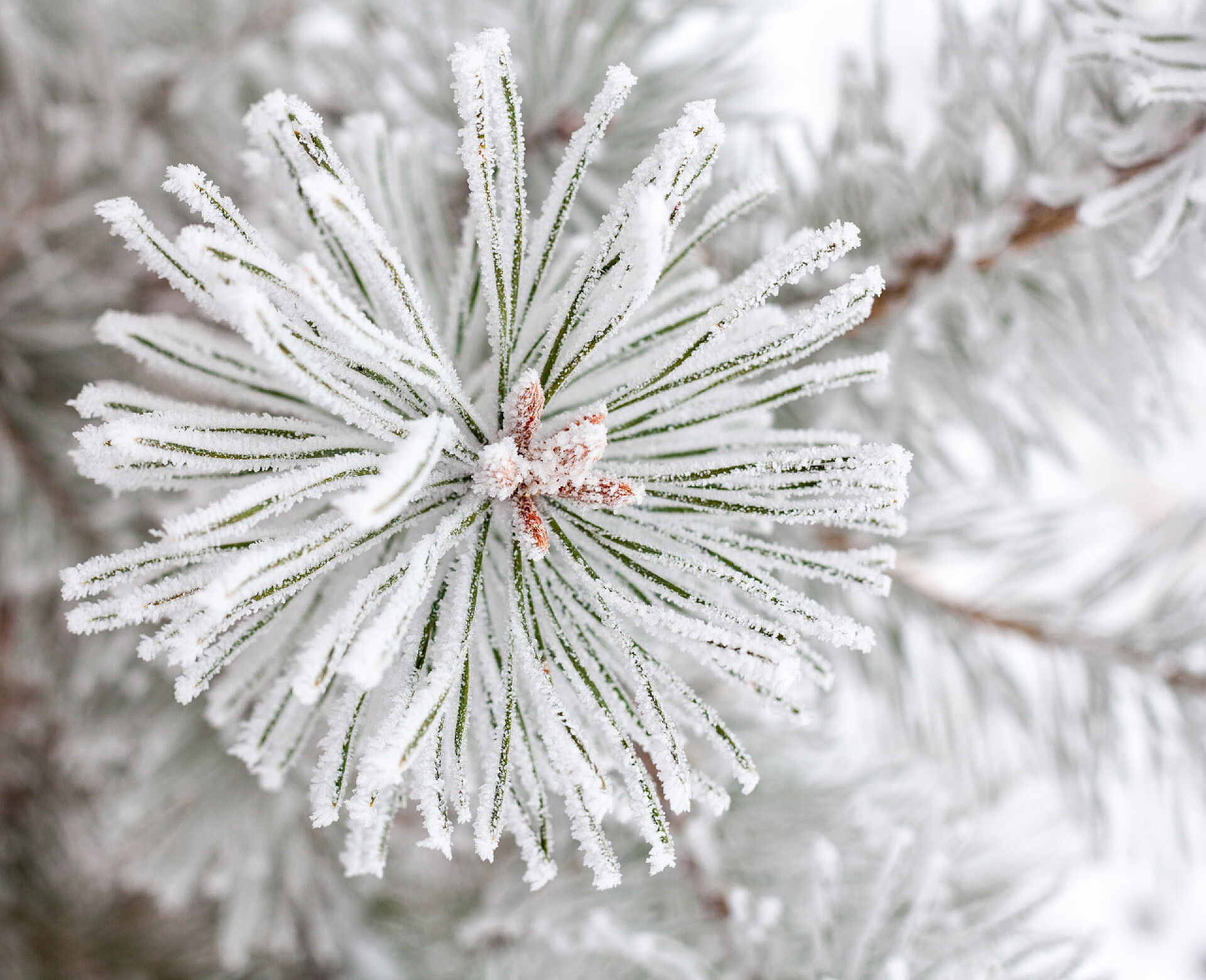 冬季被雪覆盖的金银叶针叶树，上面覆盖着白霜。靠近点.