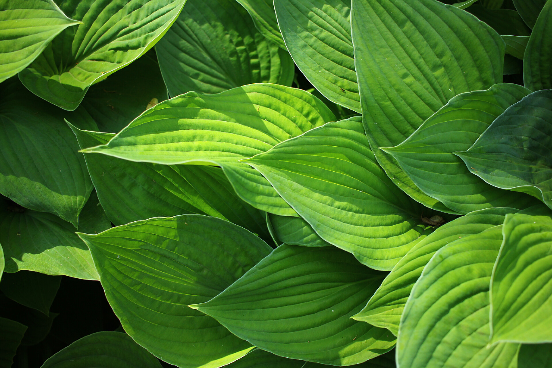 一片一片绿色生机盎然的叶子花在自然背景与复制空间.