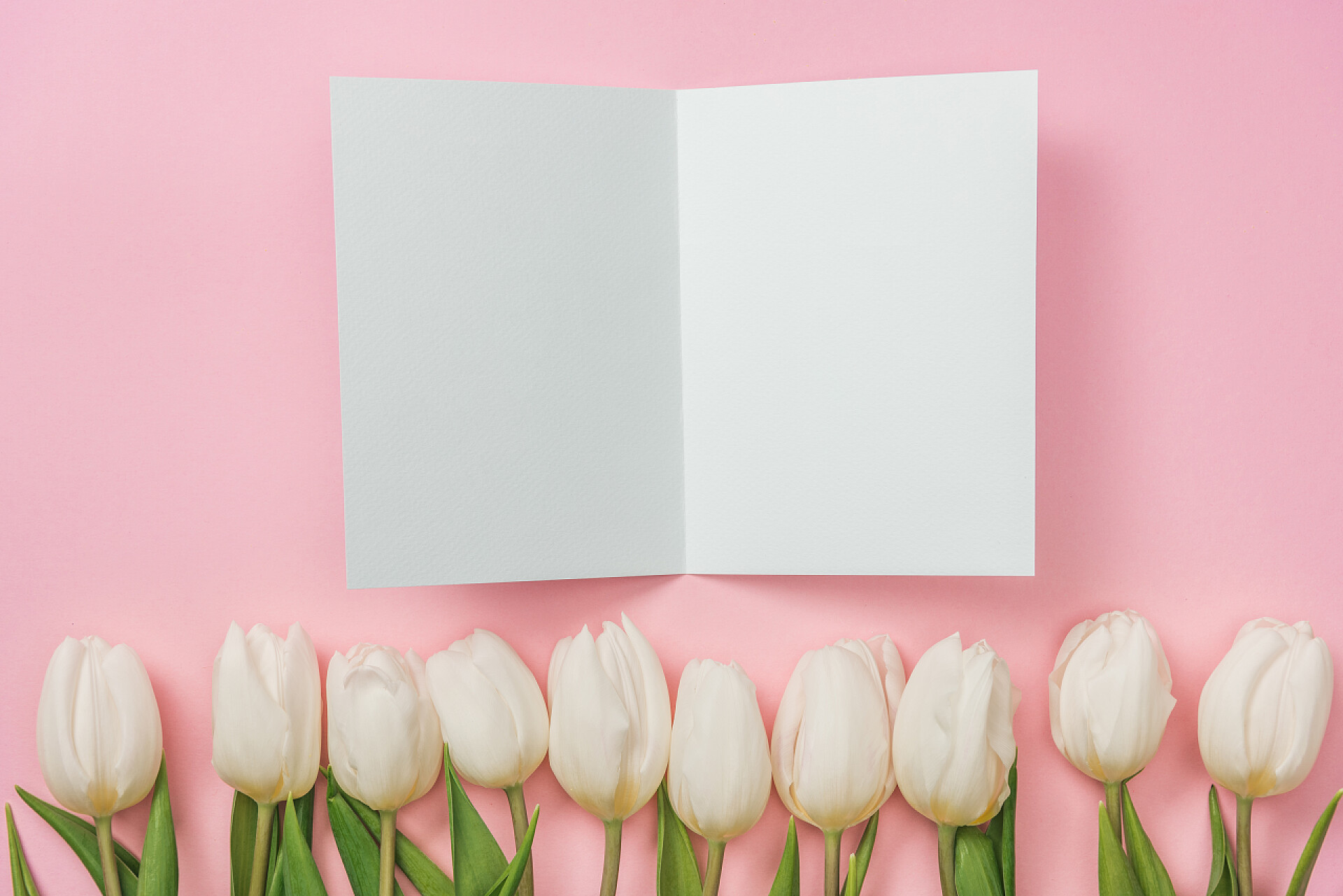 粉色的背景墙前放着一张白纸和一排郁金香白色空白贺卡和粉红色的郁金香在粉红色的背景