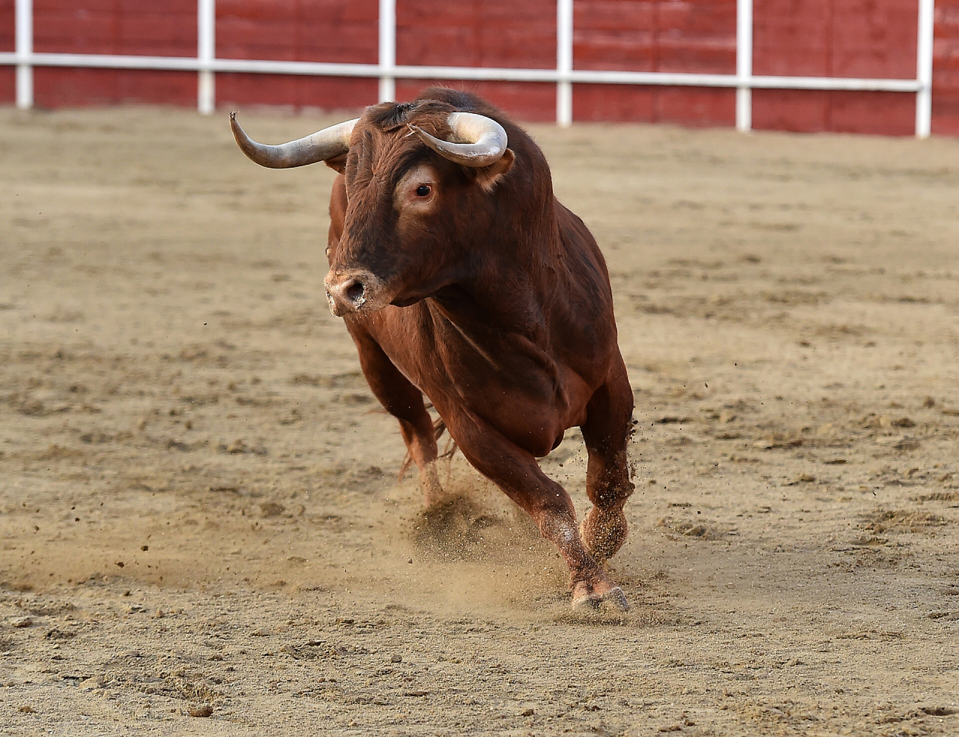 西班牙斗牛场上的一头牛西班牙公牛在斗牛场