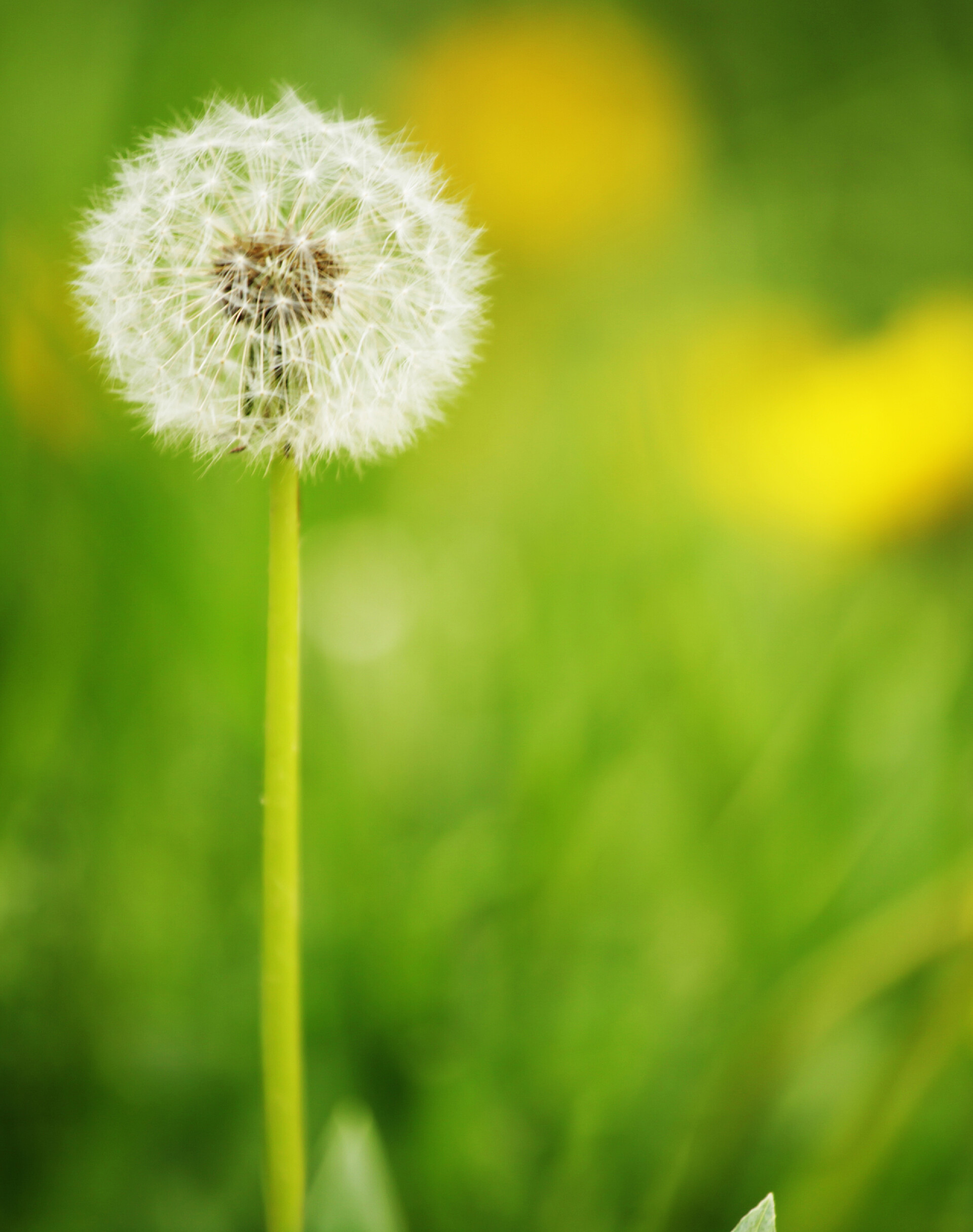 在绿色背景下一株蒲公英蒲公英关门