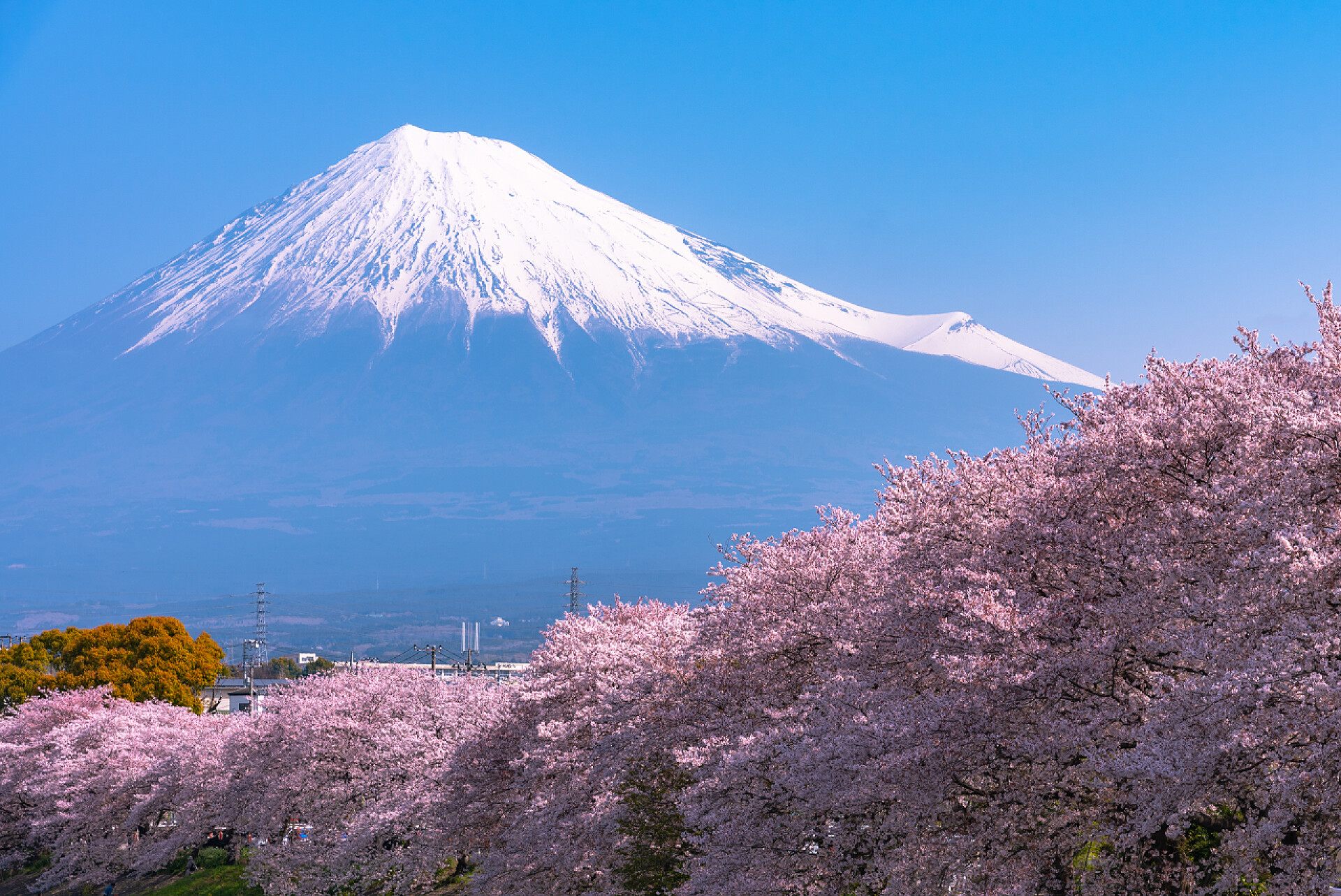 白色富士山和山脚下的美丽樱花树富士山 (富士山) 与盛开美丽的粉红色樱花 (樱花) 在春天的阳光明媚的日子与蓝天自然背景