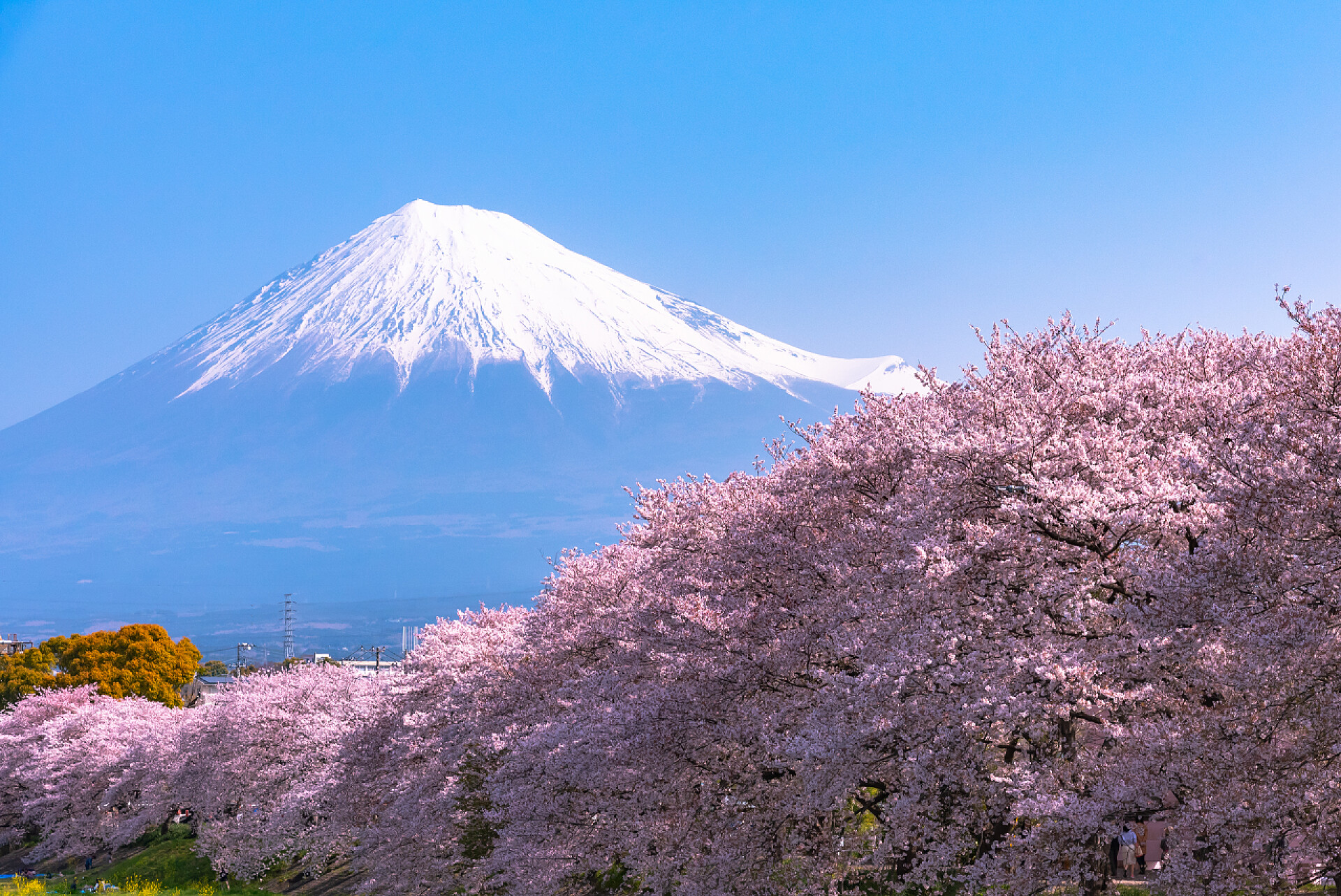 蓝天之下的日本富士山和日本知名的樱花树富士山 (富士山) 与盛开美丽的粉红色樱花 (樱花) 在春天的阳光明媚的日子与蓝天自然背景