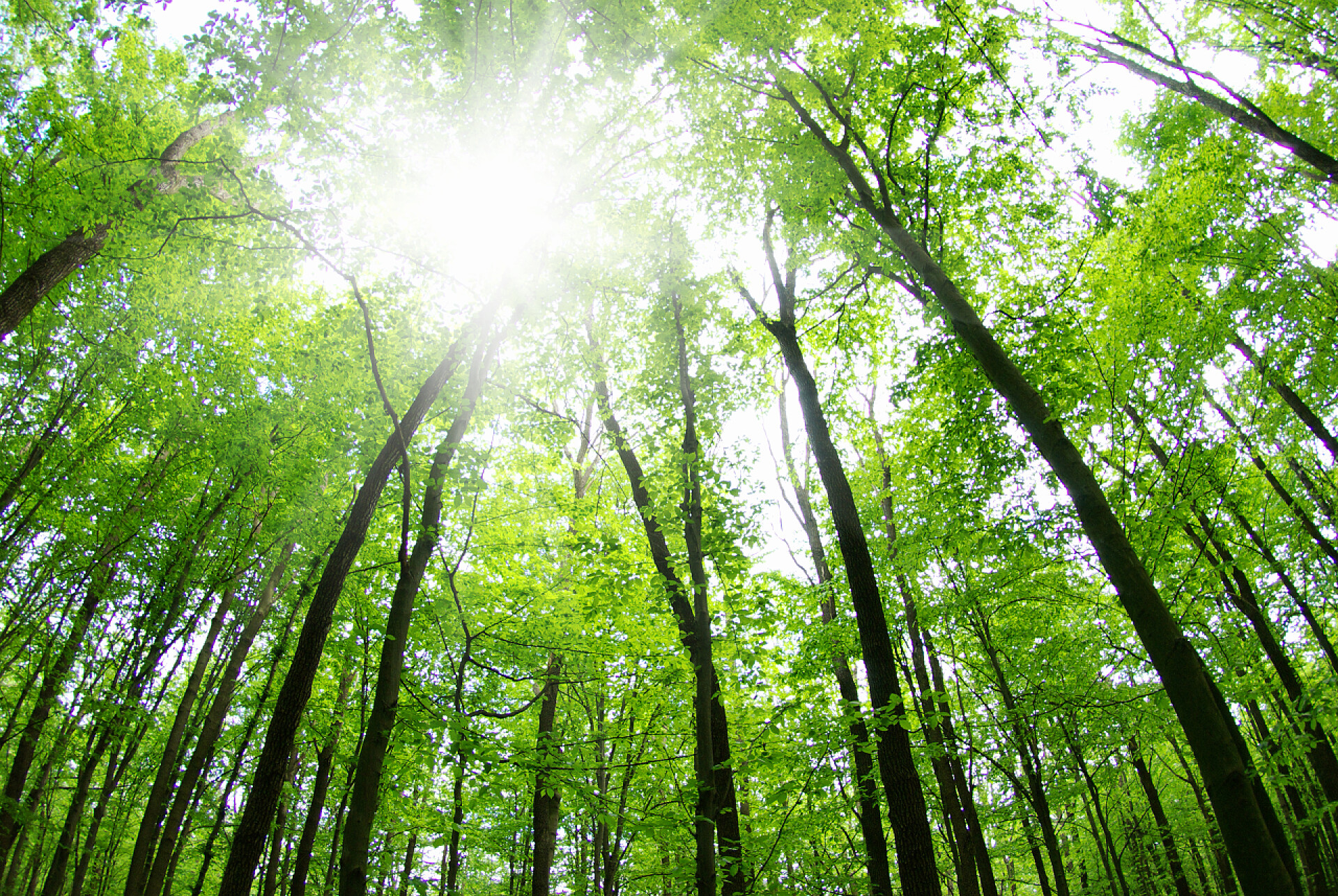 阳光透进在绿树灌木丛里早上美丽的森林景观