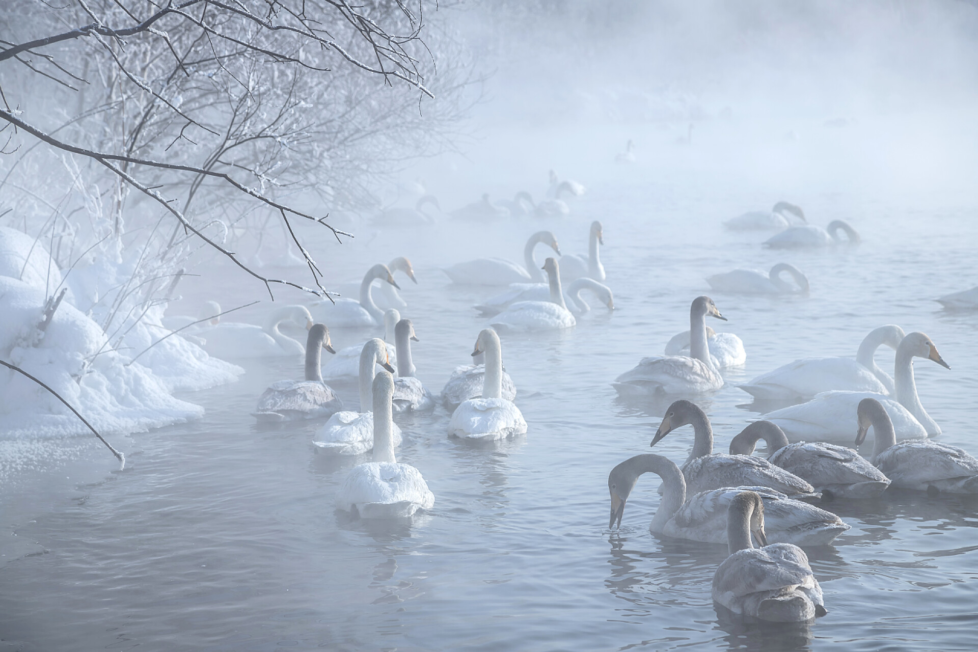 在湖里畅所遨游的白色天鹅阿尔泰地区的天鹅湖
