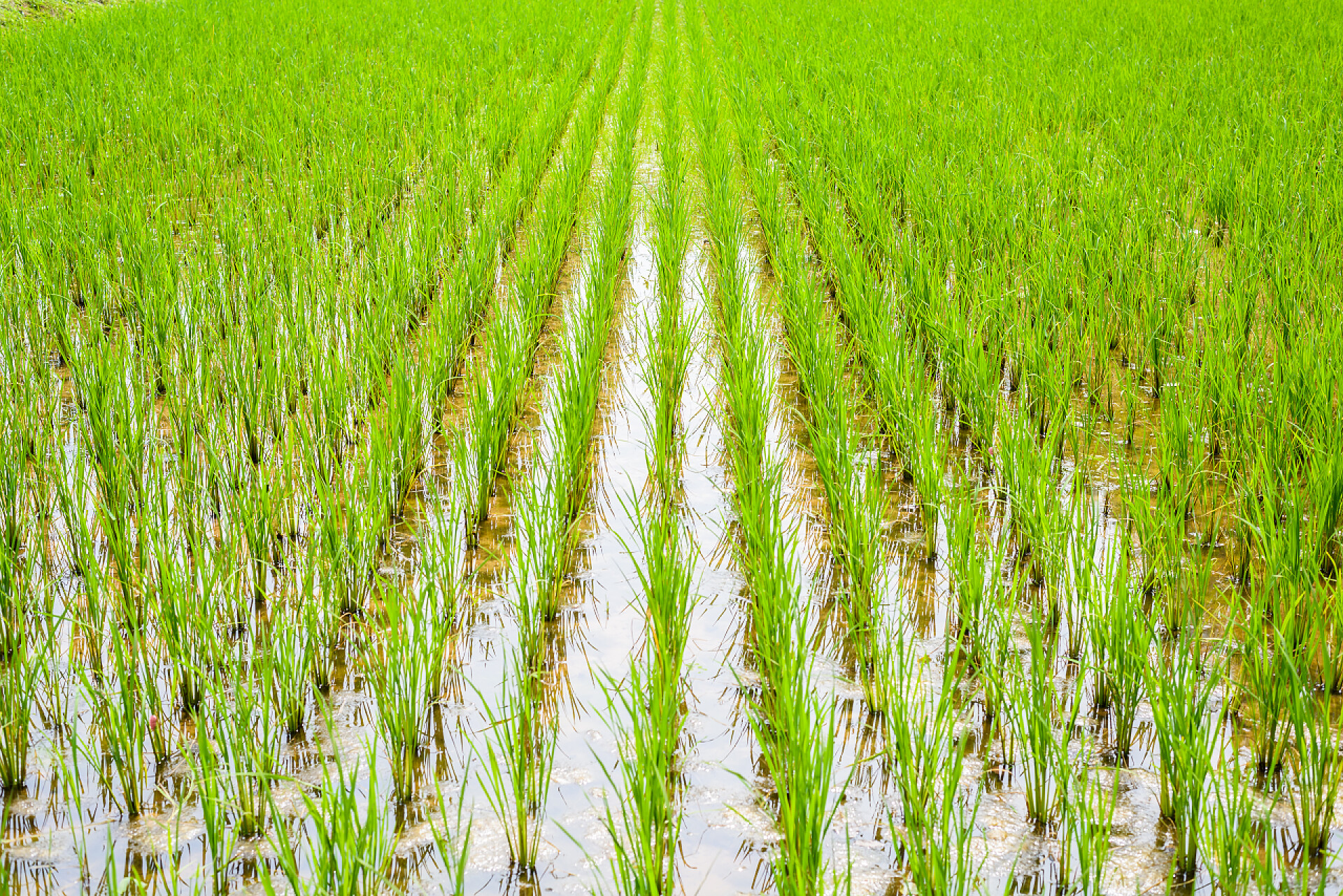 排列均匀的水稻田水稻苗木准备在稻田里生长的景象