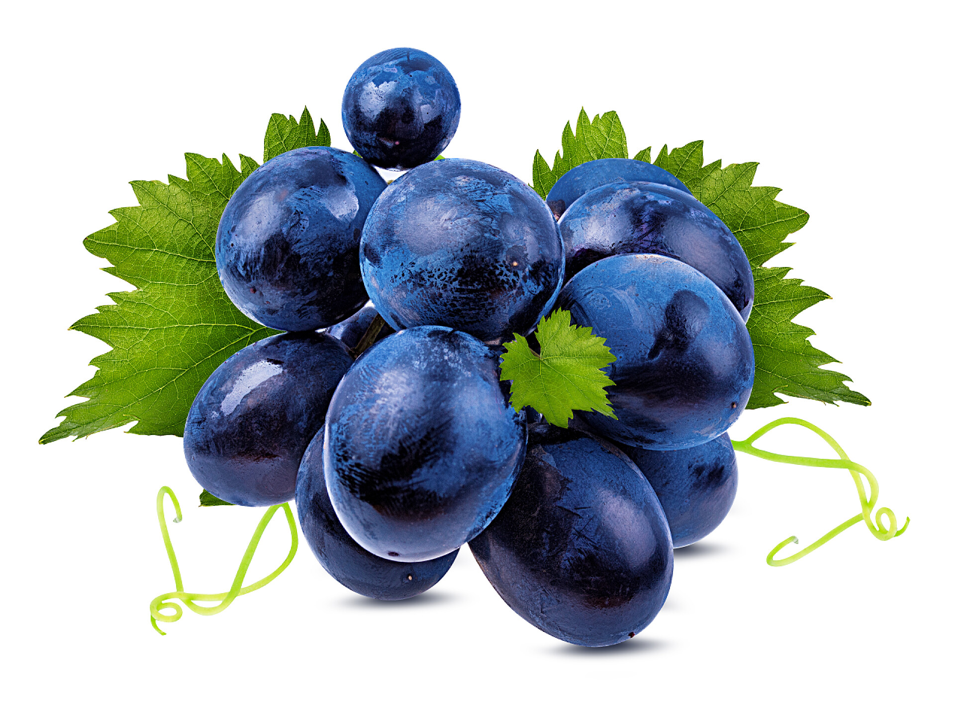 在白色背景下一串新鲜的葡萄在白色背景上分离的新鲜葡萄