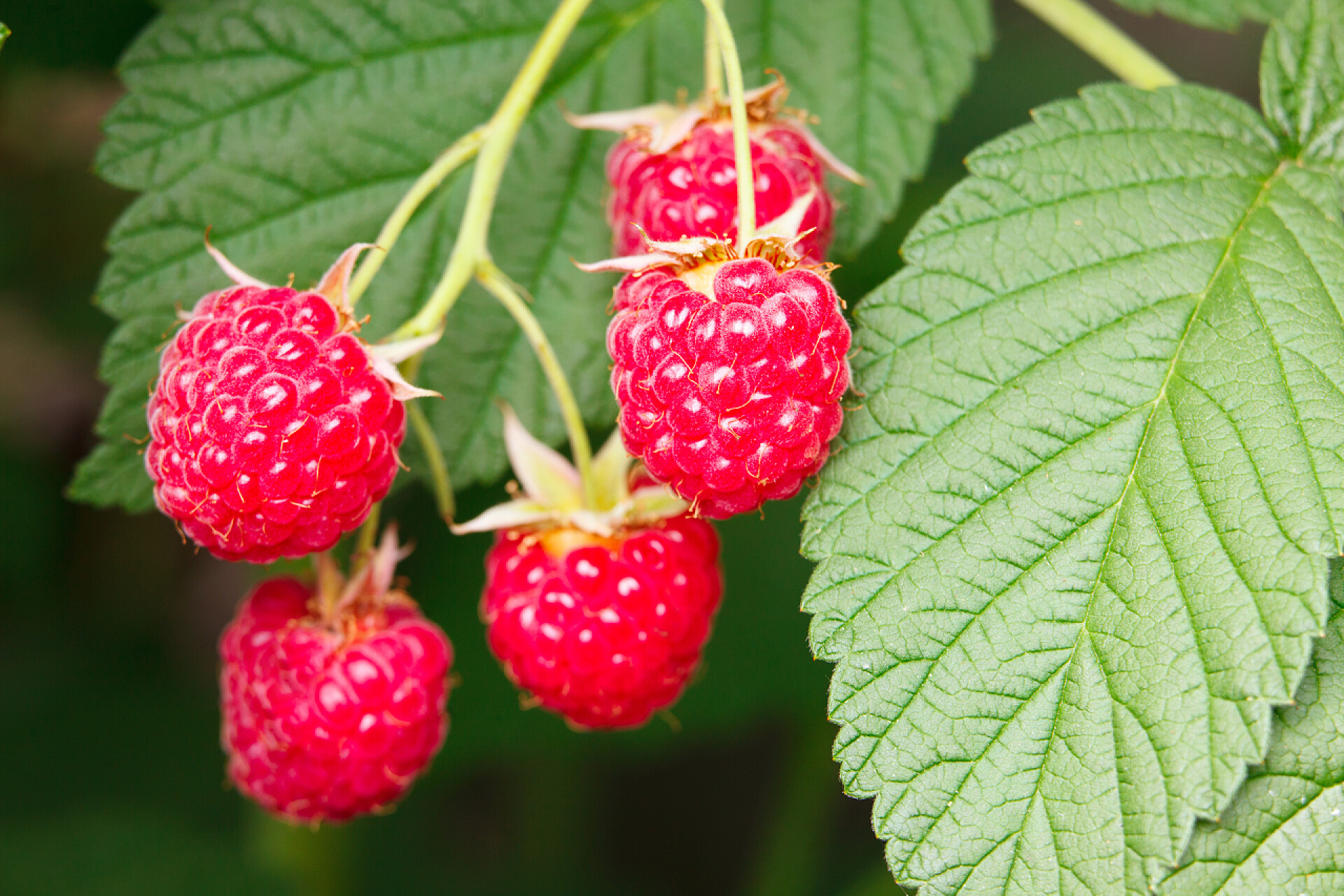 果树上成熟的树莓果实树莓分枝在花园里