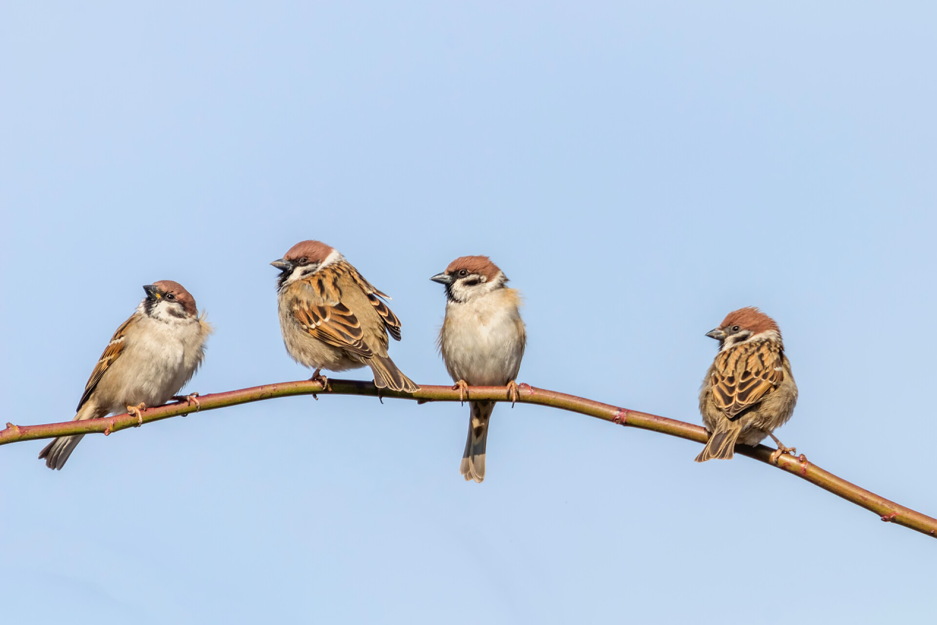 树枝上排对排四只小鸟树枝上的树麻雀 (密码蒙坦) 关闭