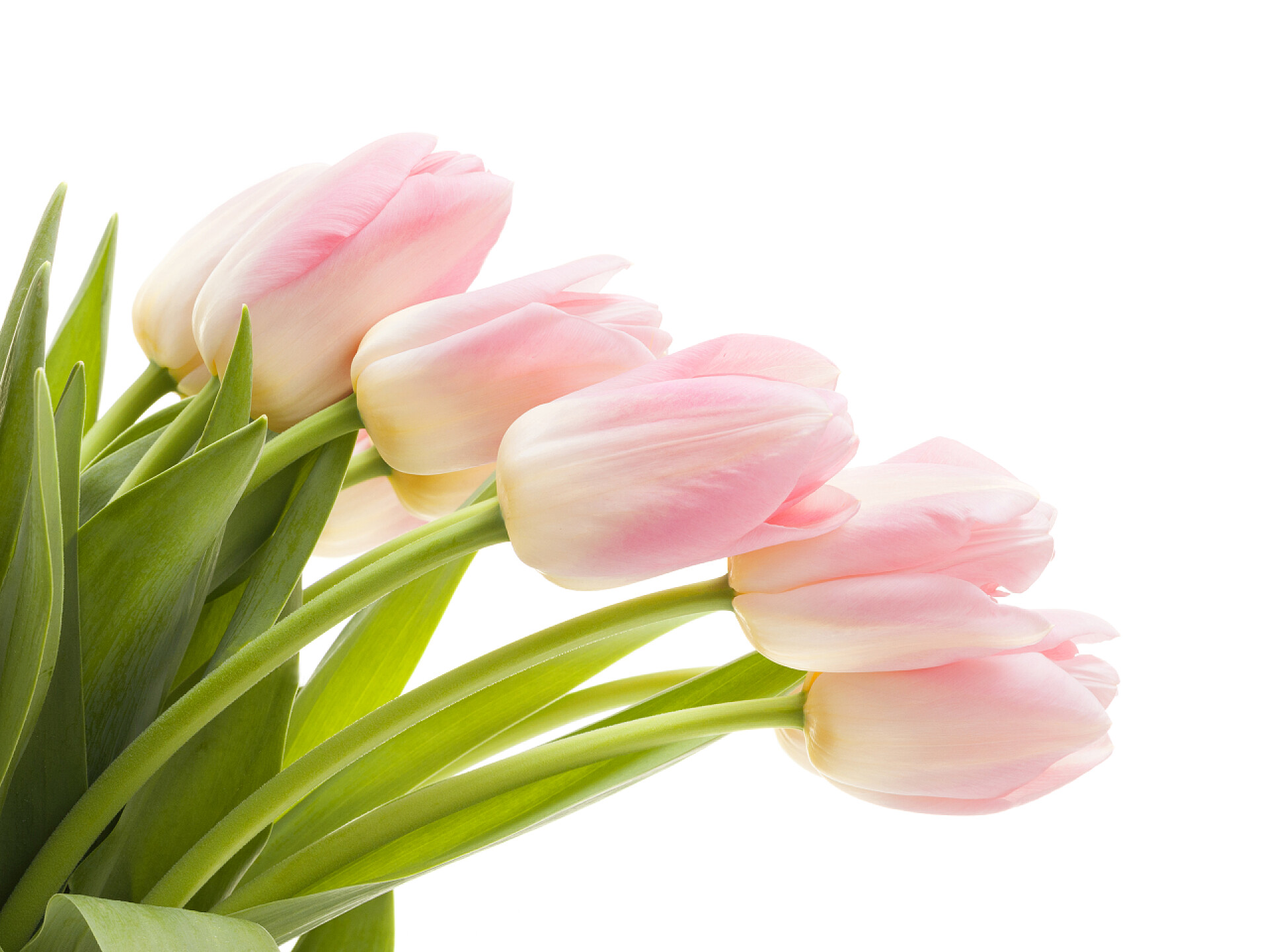 在白色背景下一束郁金香郁金香在白色背景下分离。工作室拍摄.