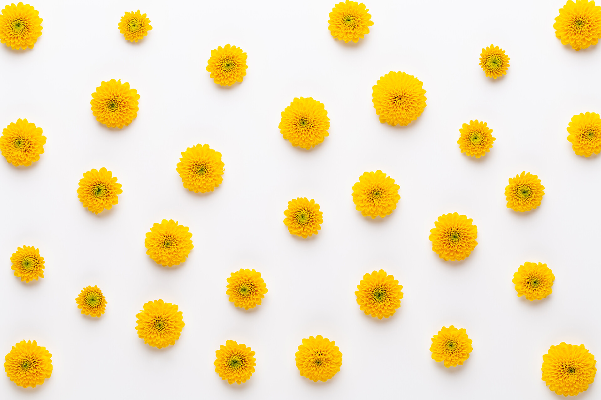 白色背景下不同大小的黄色花朵黄色背景上的黄色花纹。春季问候c