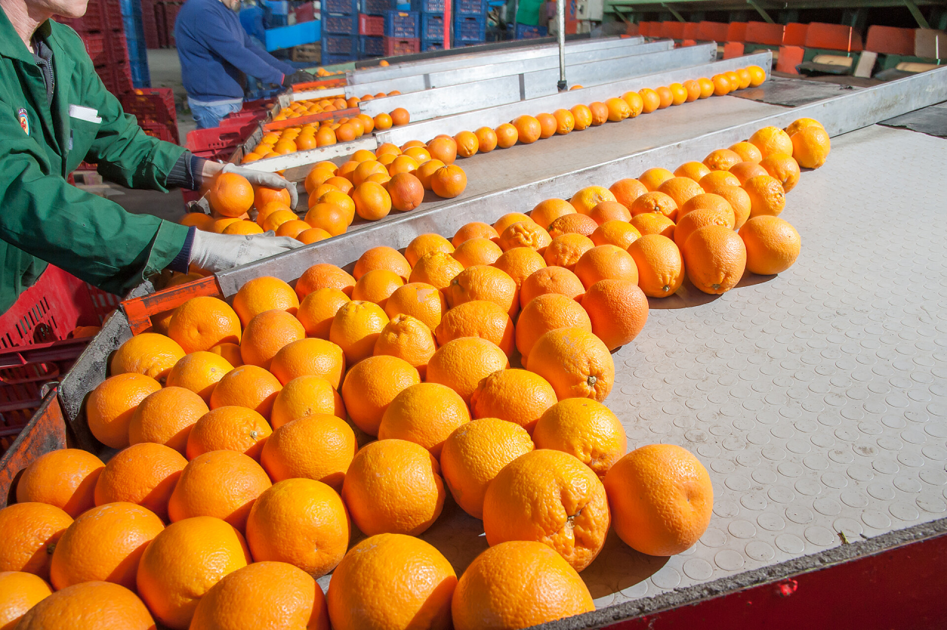 工业水果流水线橘子水果加工