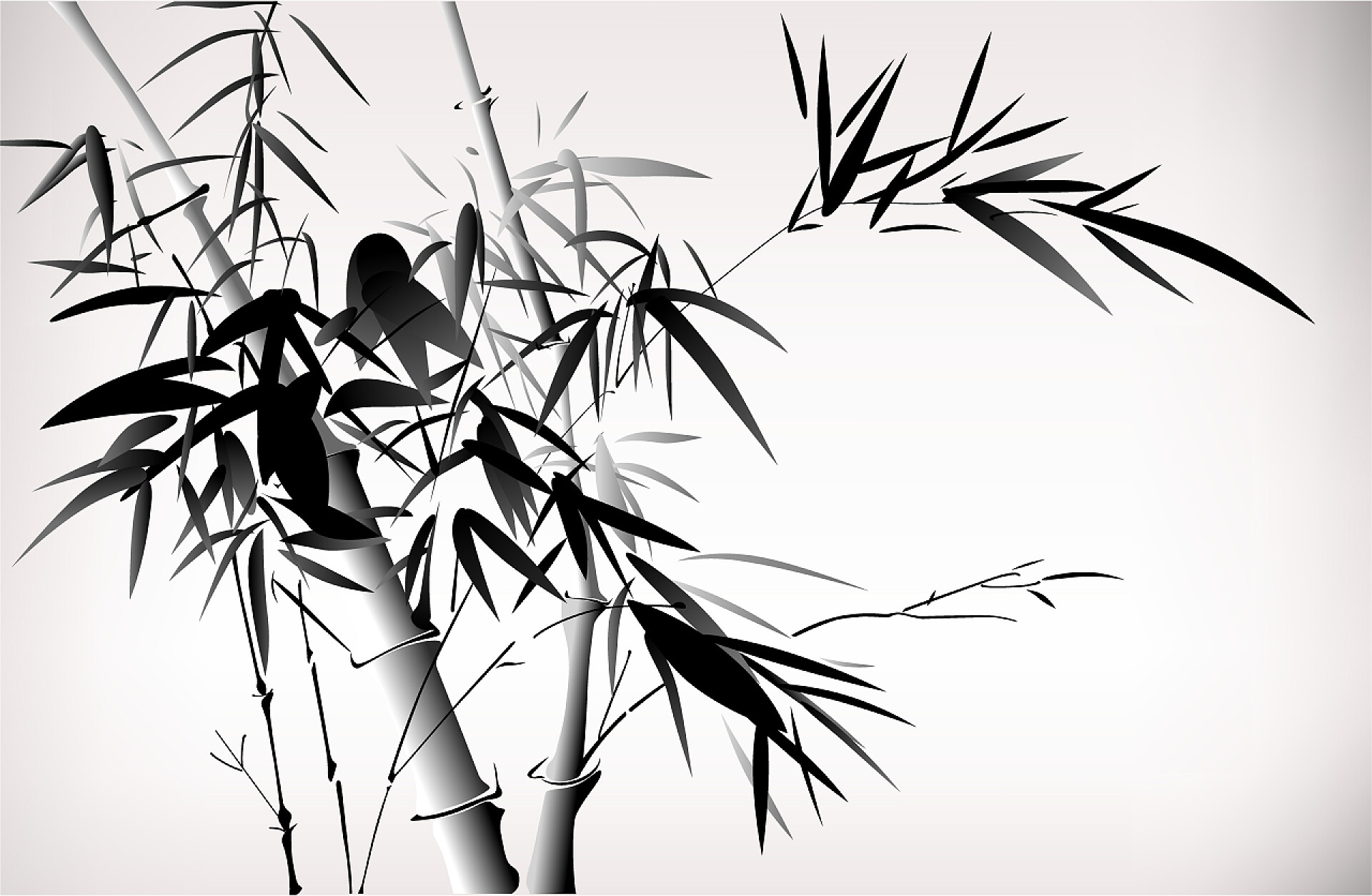 白色背景下的黑色的竹子竹叶