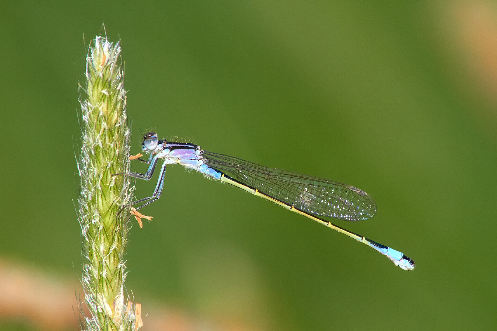 在绿色背景上的蜻蜓蜻蜓