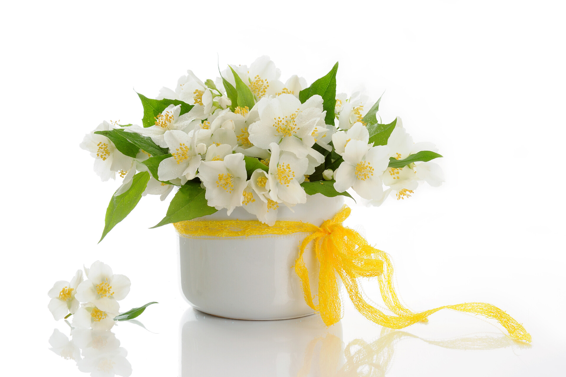 白色背景上一盆茉莉花美丽的花束