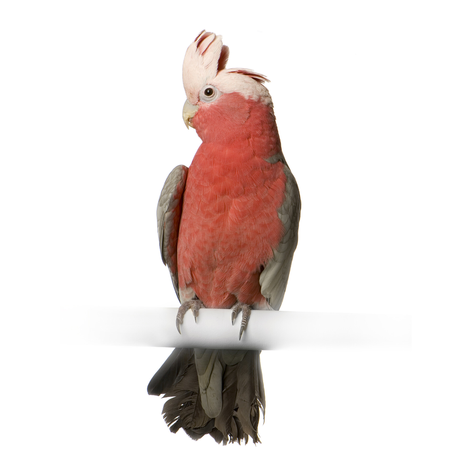 白色背景上一只红色的小鸟粉红巴丹