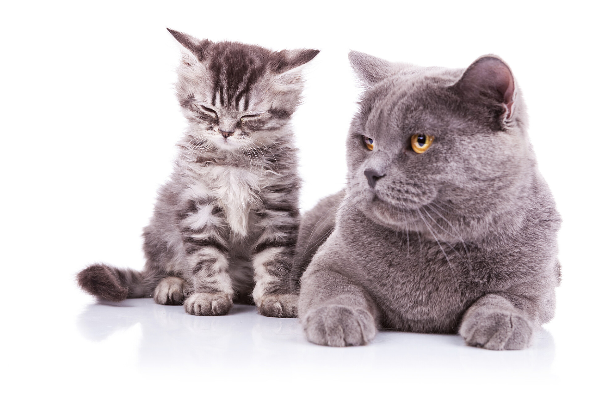 白色背景中两只可爱的小猫咪英语的猫。躺在母熊和小熊坐