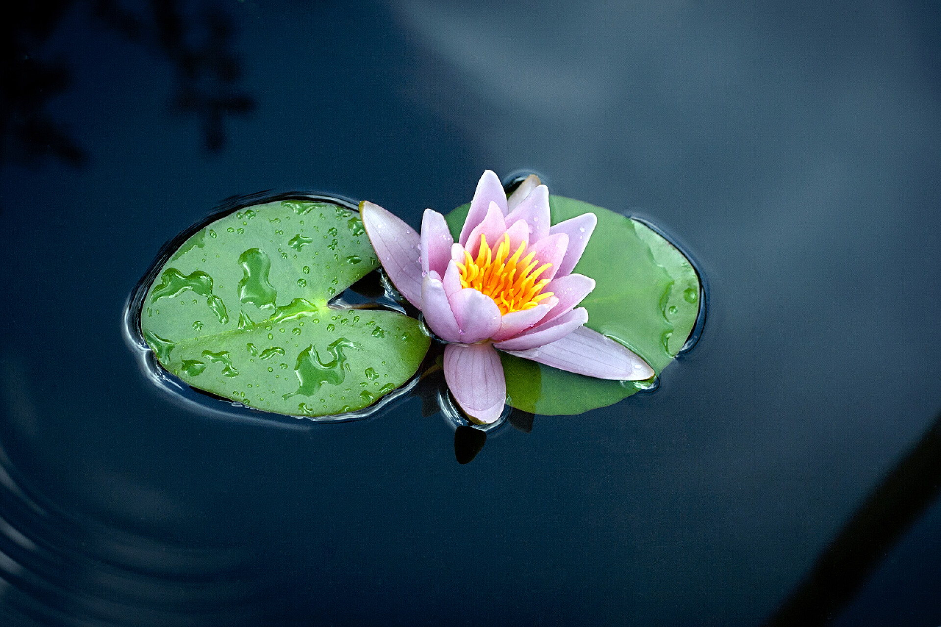 湖面中一朵盛开的莲花荷叶湖上的睡莲