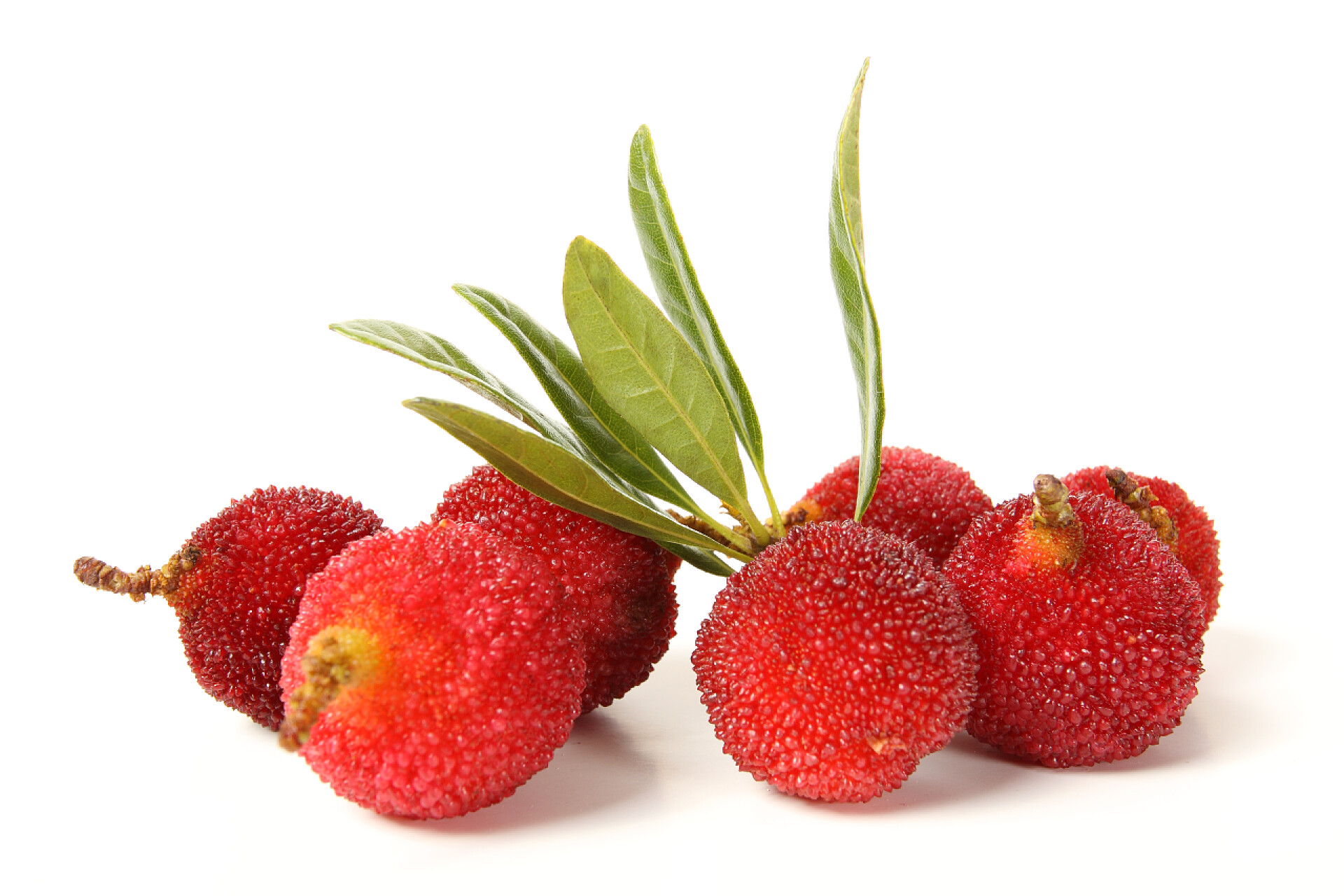 白色背景上的新鲜杨梅杨梅树