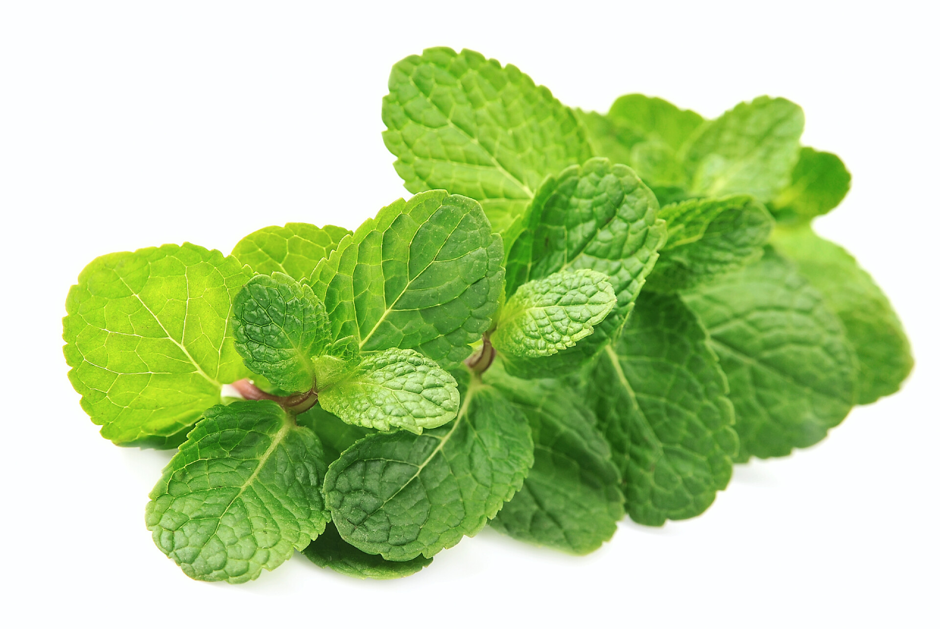 白色背景上的薄荷叶特写新鲜的薄荷关门