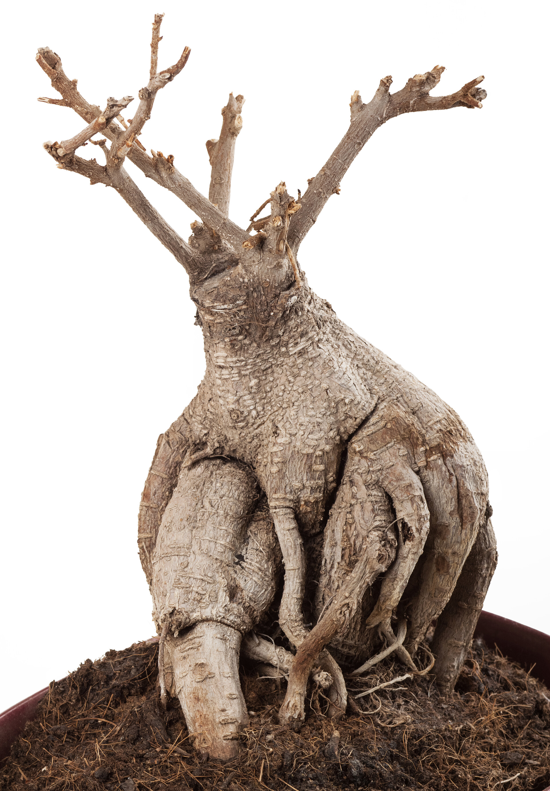 白色背景上干枯的树根死树