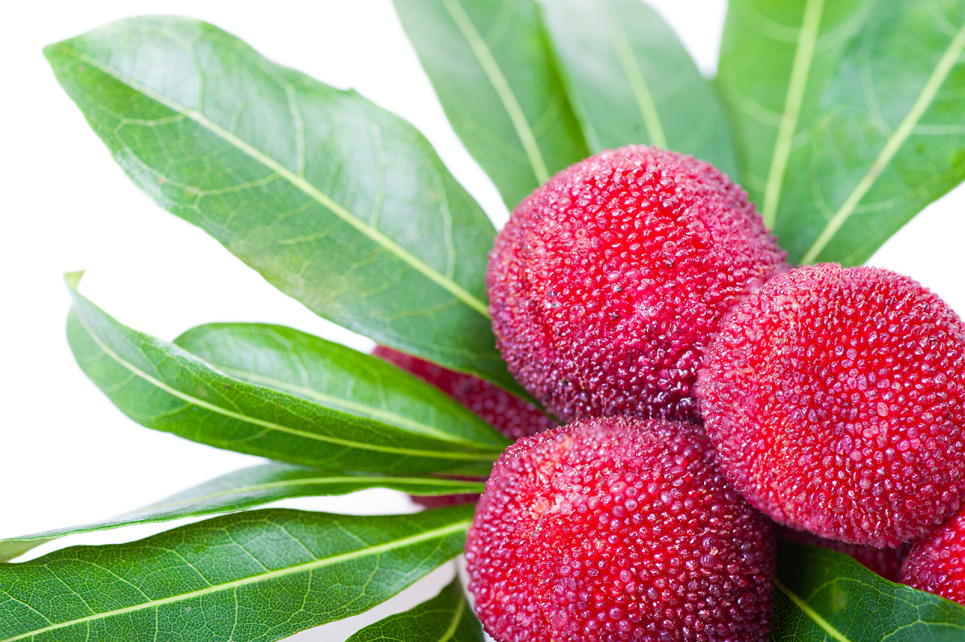 白色背景中新鲜的杨梅特写杨梅或杨梅的关门