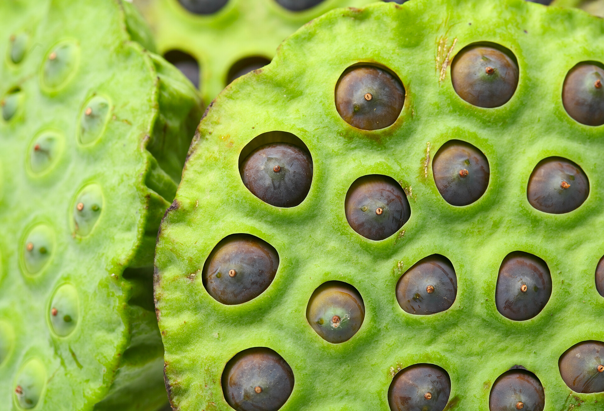 新鲜莲蓬特写镜头Lotus seed pod