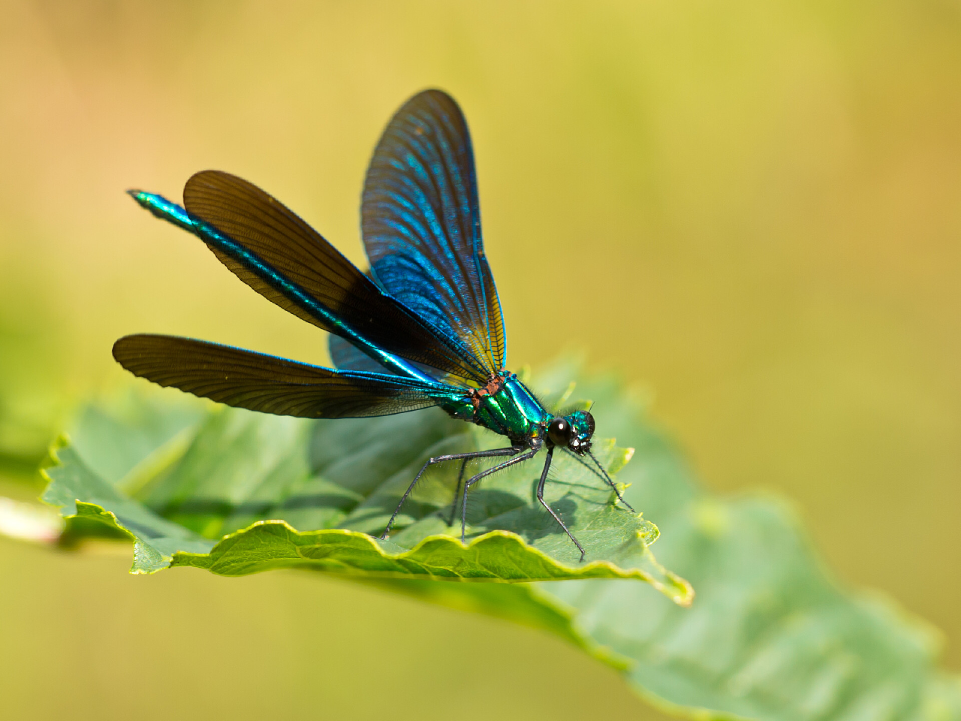 一片叶子上的蜻蜓豆娘的一片叶子