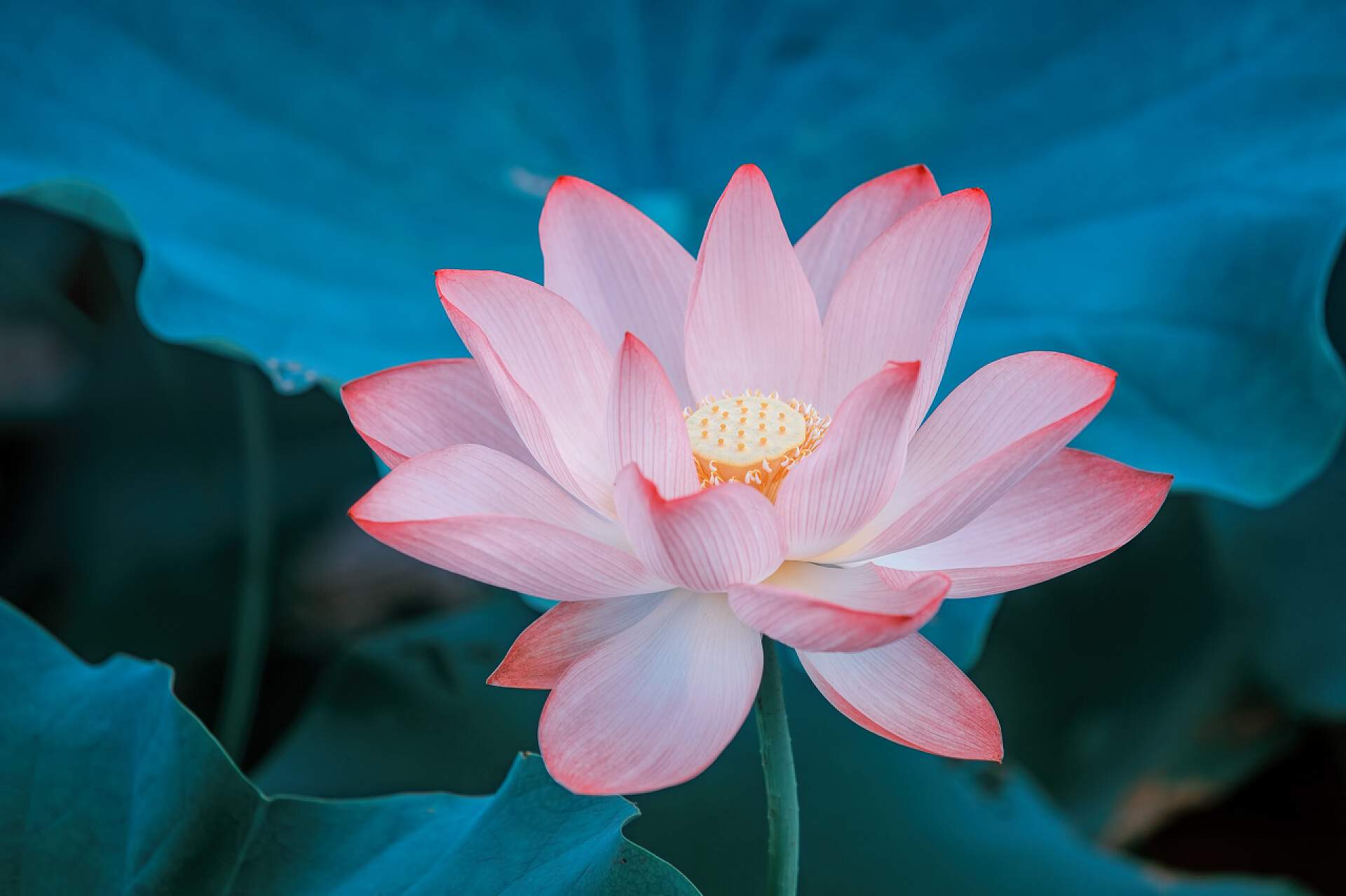 二十四节气夏至24节气荷花植物廉政一朵盛开的莲花朵盛开的莲花