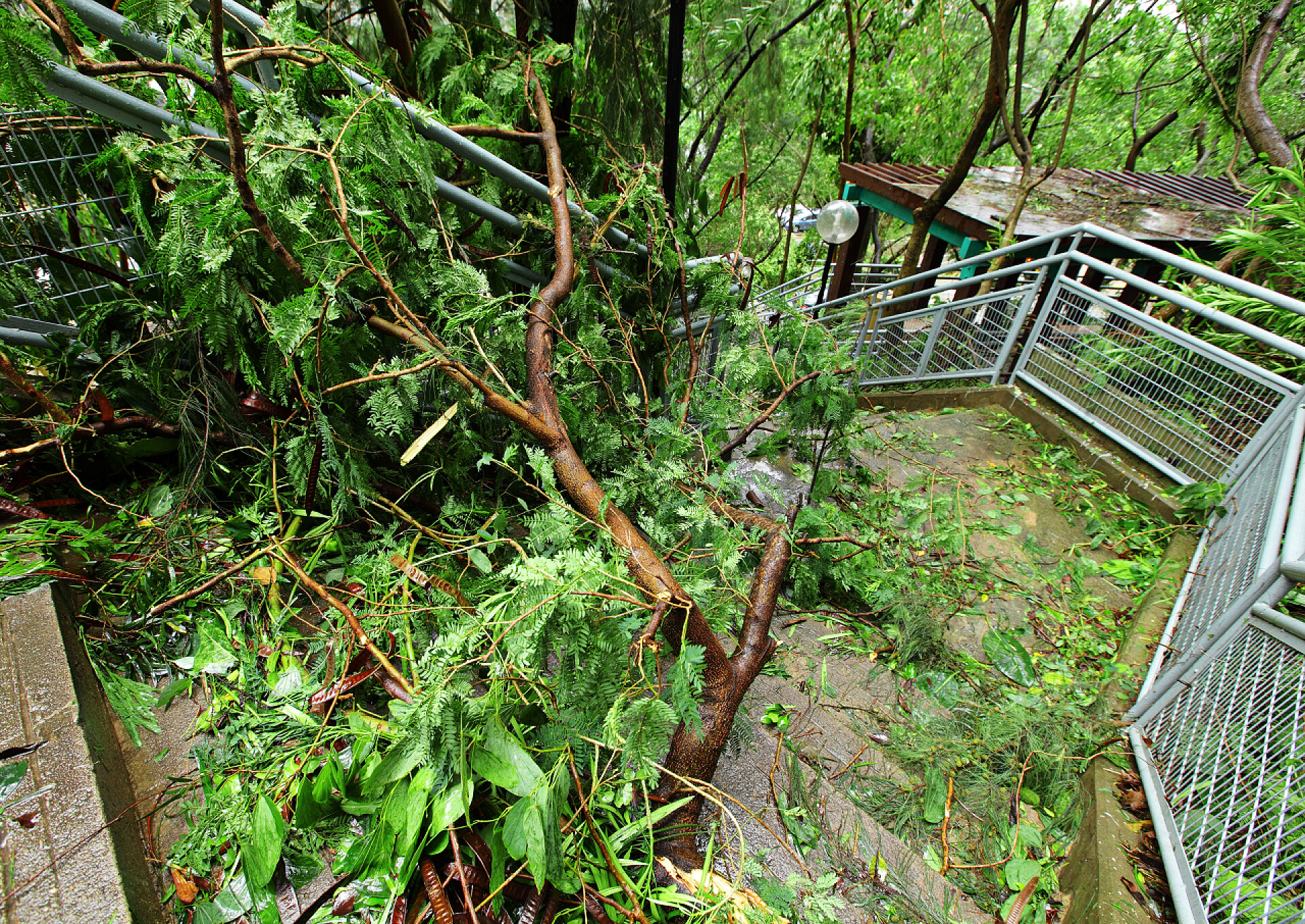 台风过后损坏的树木台风过后损坏